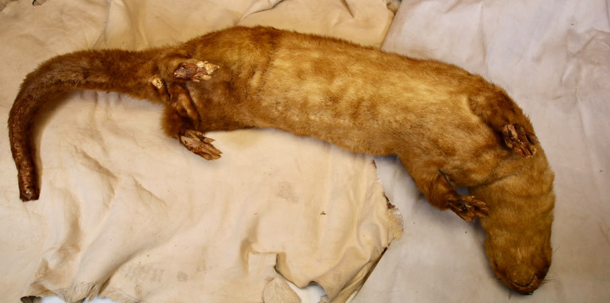 FHSP115 - Taxidermy River Otter Specimen