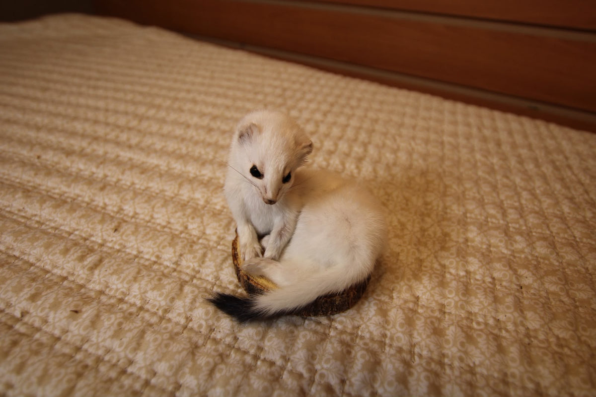 FHWEAS004 - Winter White Ermine (Short-Tailed Weasel) Taxidermy Mount