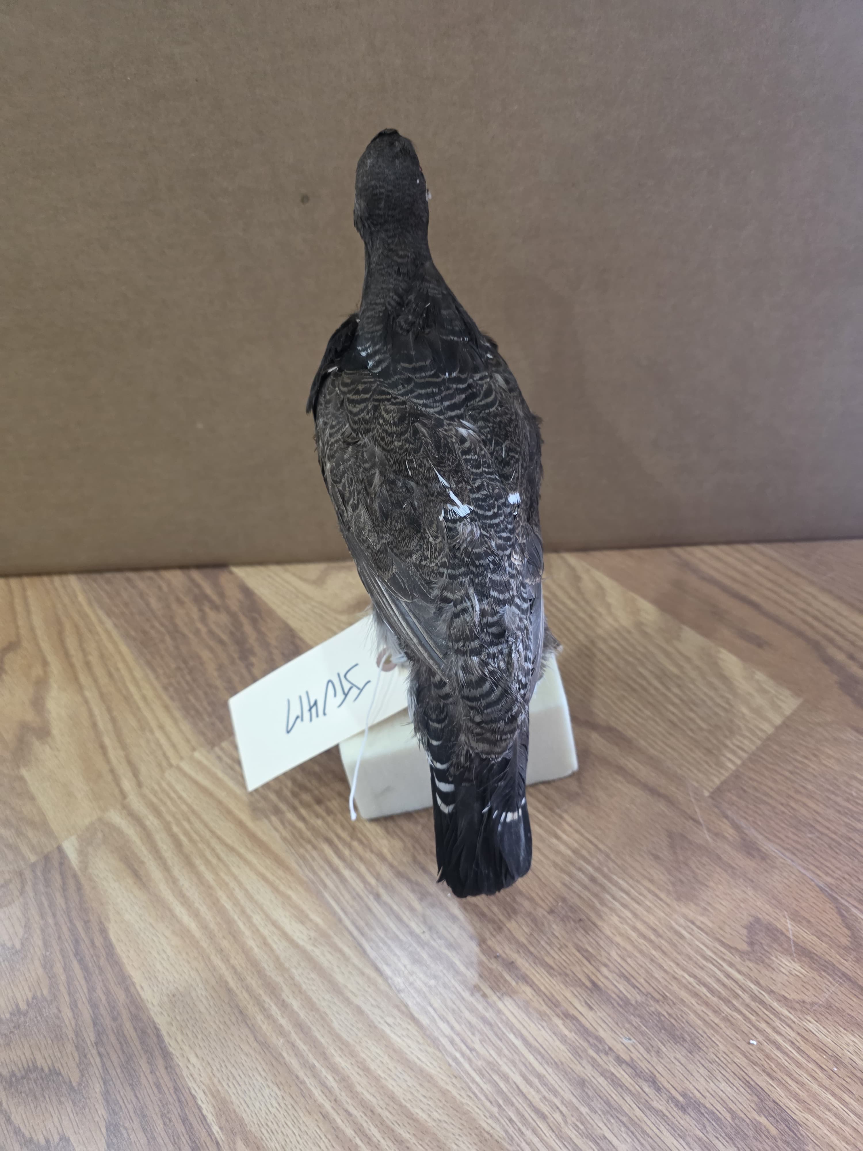 Jtv417 - Grouse Taxidermy Mount | Authentic Bird Display