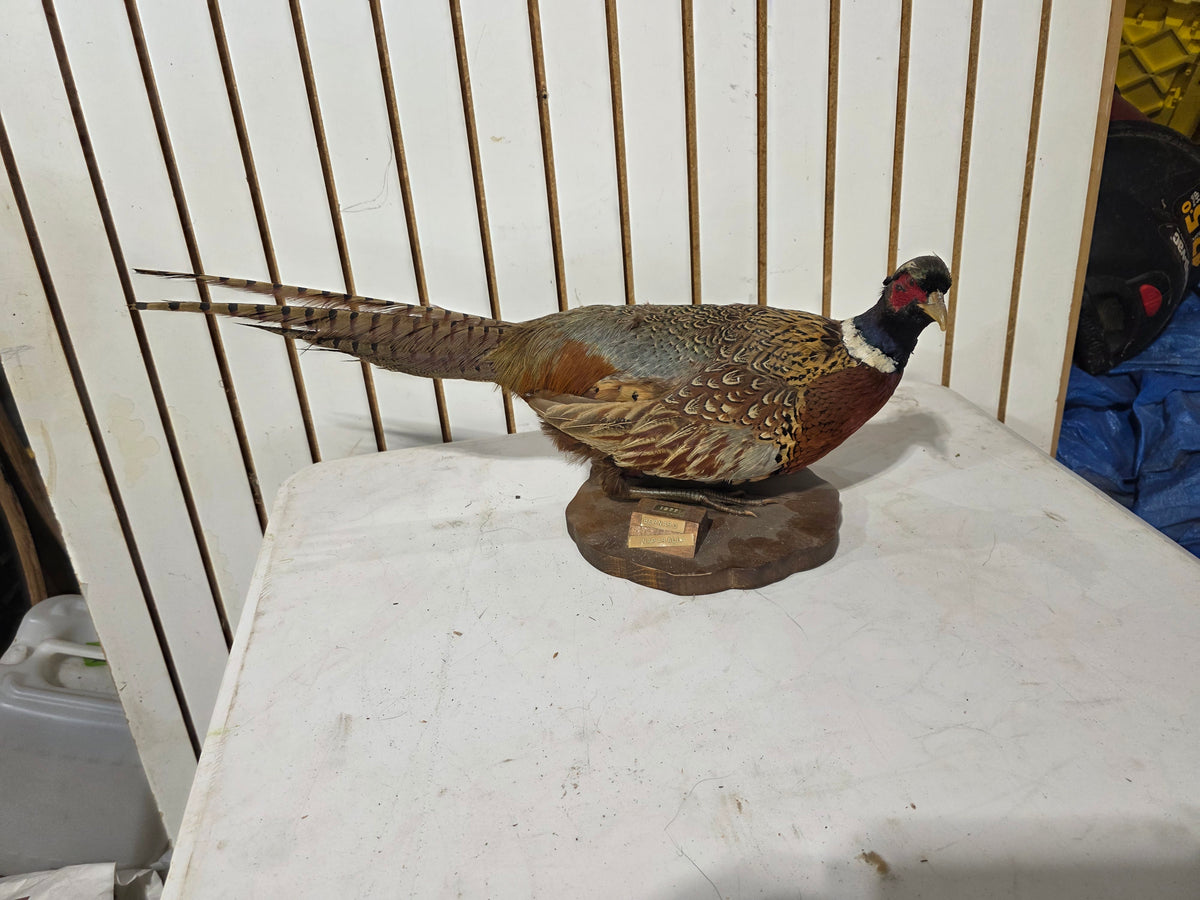 Comb132 - Vintage 1977 Ringneck Pheasant Cock Taxidermy Mount