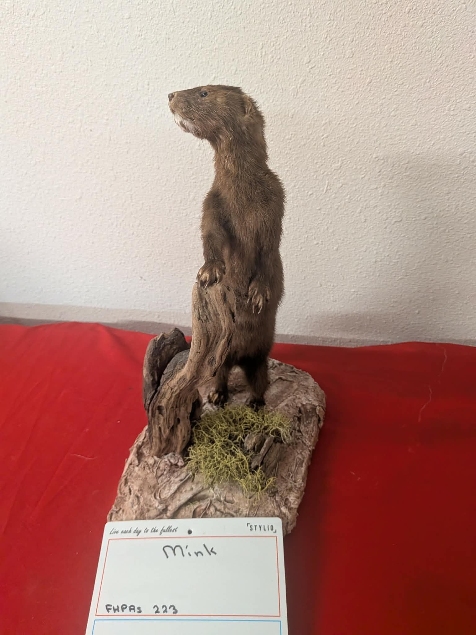 FHPRS223 - Mink Taxidermy Mount – Elegant Wildlife Display