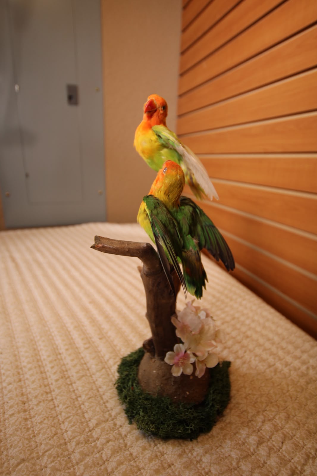 FHSP135 - Pineapple Green Cheek Conure Taxidermy Mount