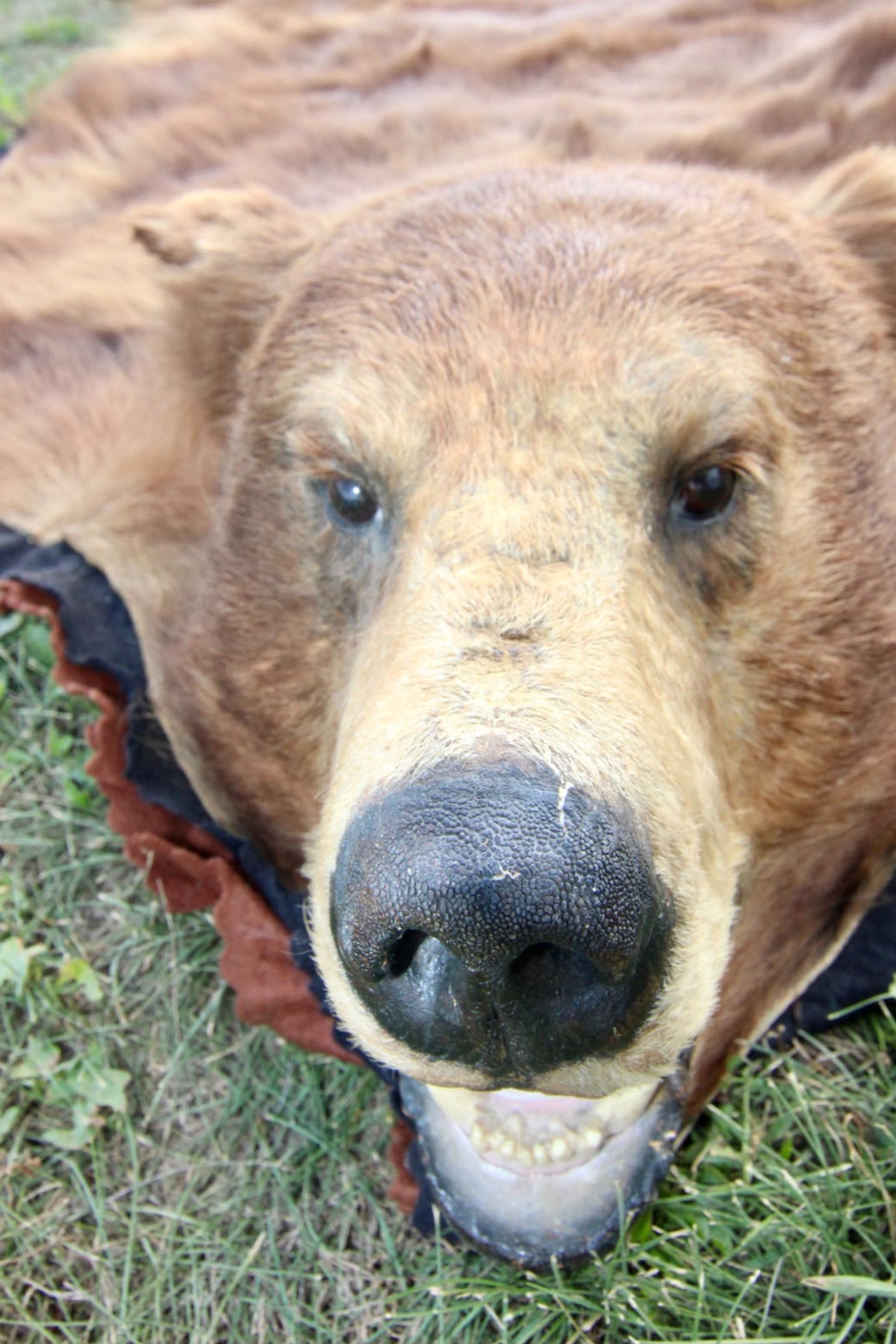 FHSP116 - Taxidermy black Bear brown phase Full Head and Hide Mount