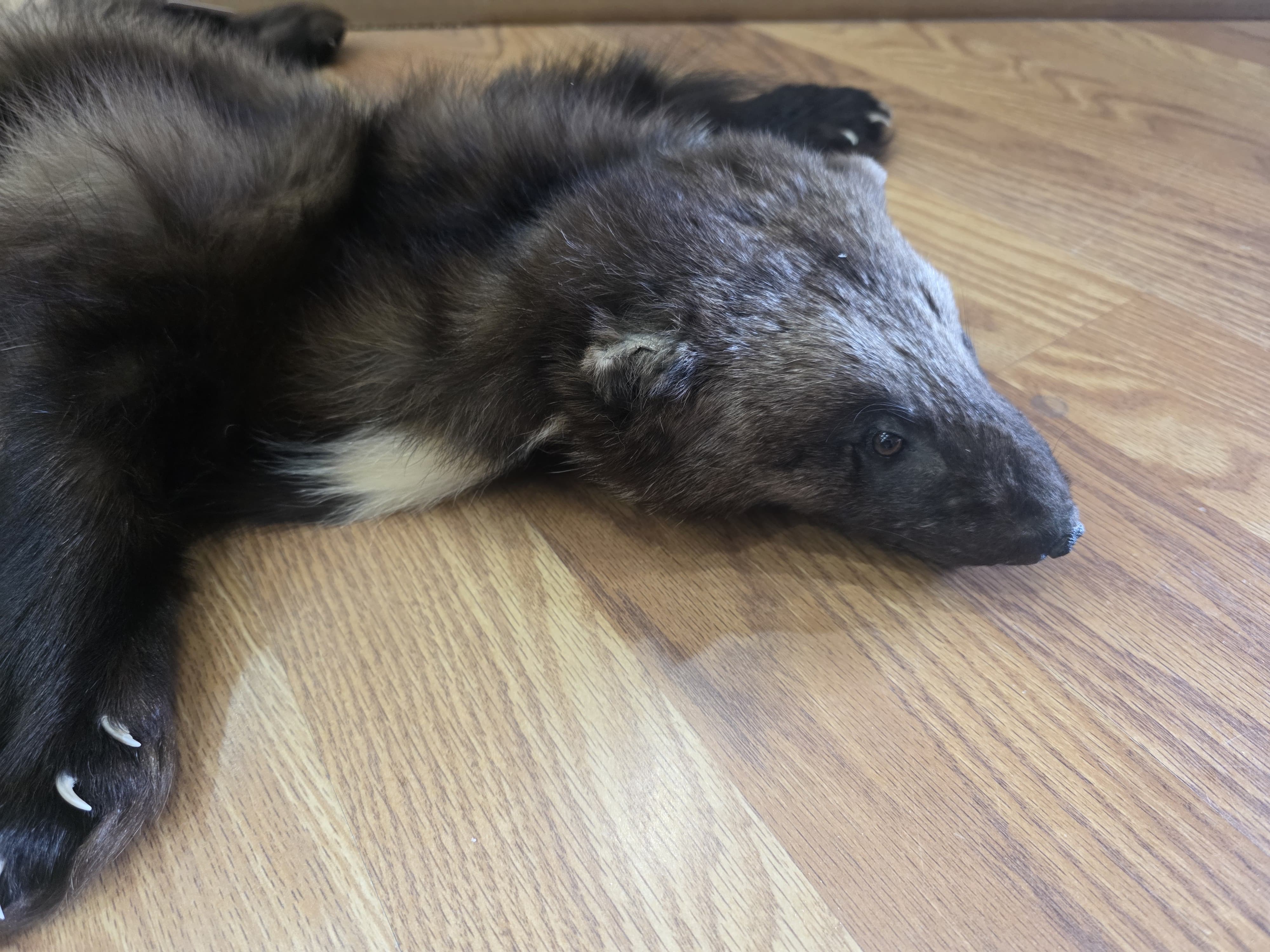Fhwvr303 - Wolverine Pelt with Head | Authentic Wildlife Display