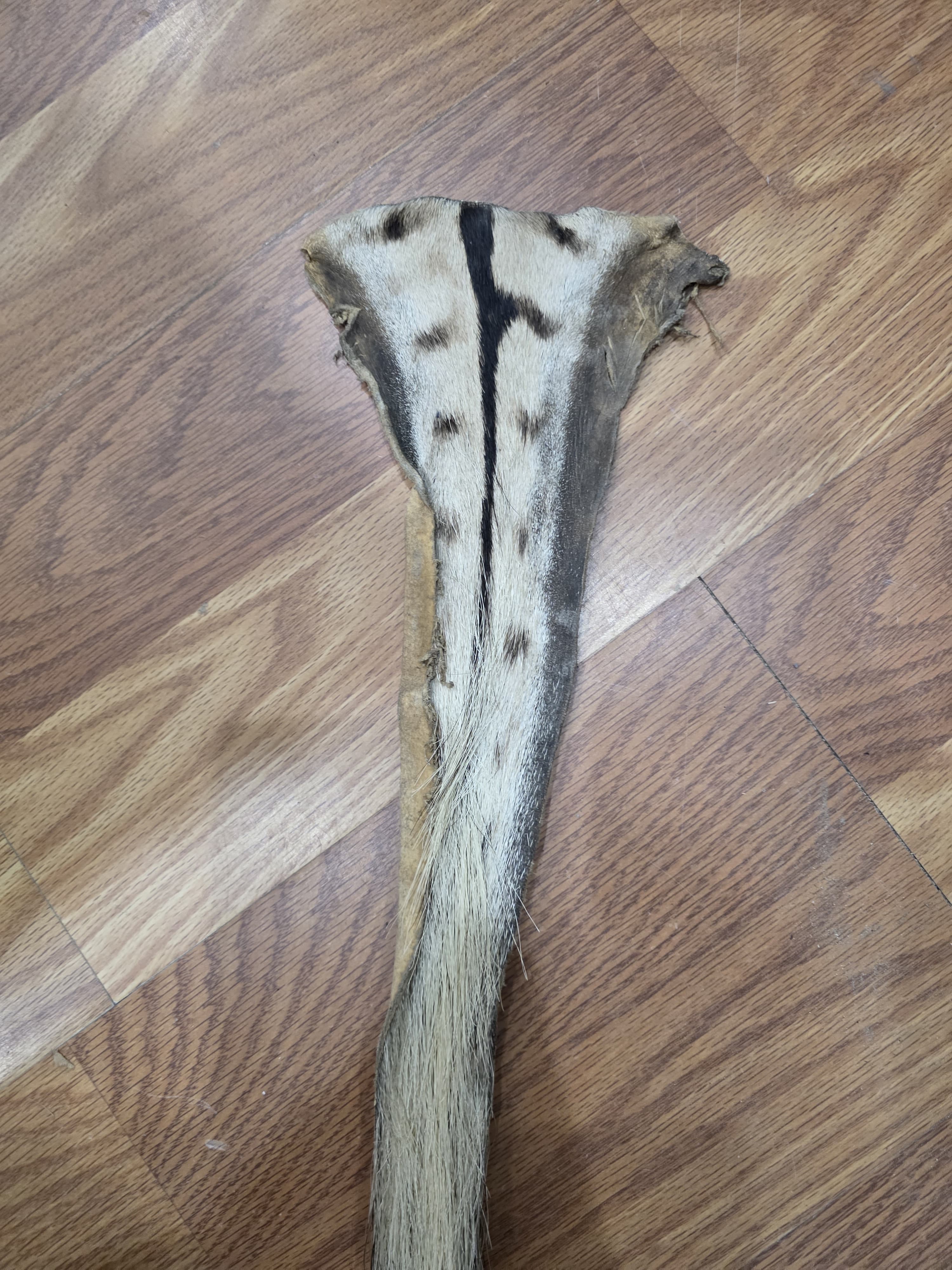 JVTL3 - Zebra Tail 31" | Authentic Wildlife Display
