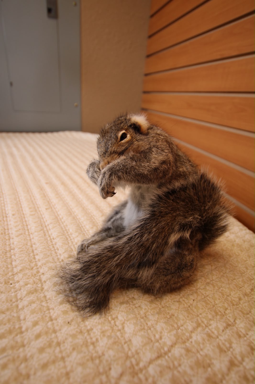 FHSQU005 - Charming Small Squirrel Taxidermy Mount