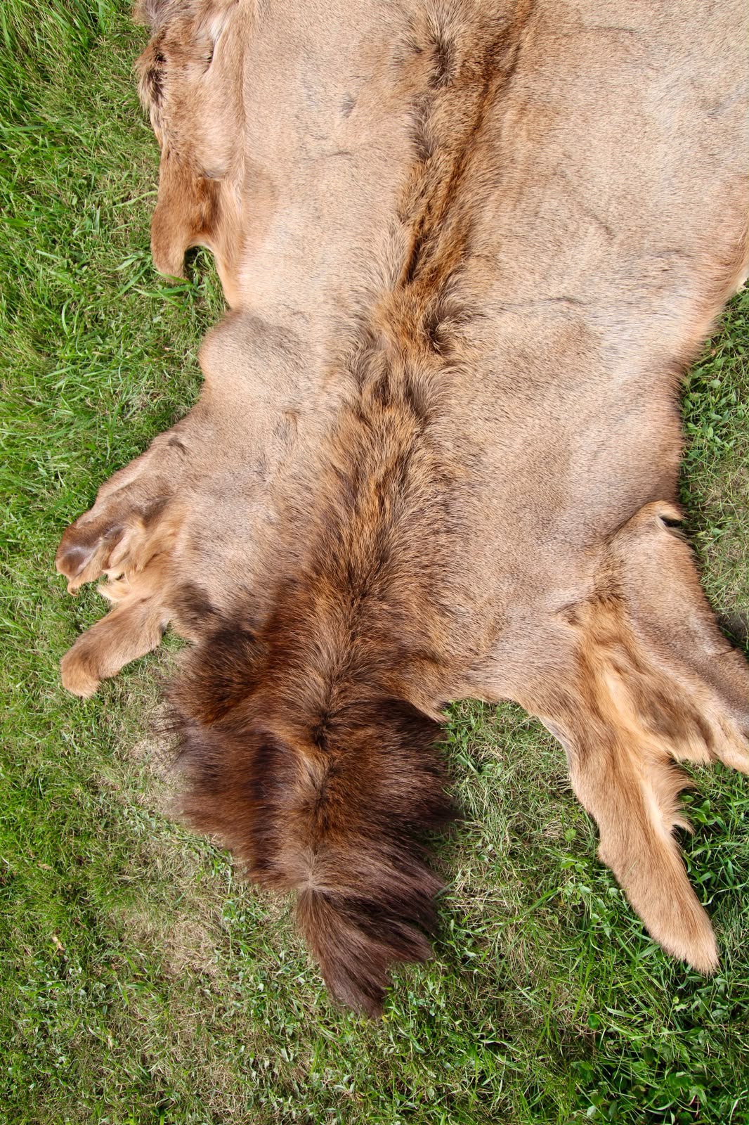 FHSP113 - Taxidermy Premium Tanned Elk Hide Pelt