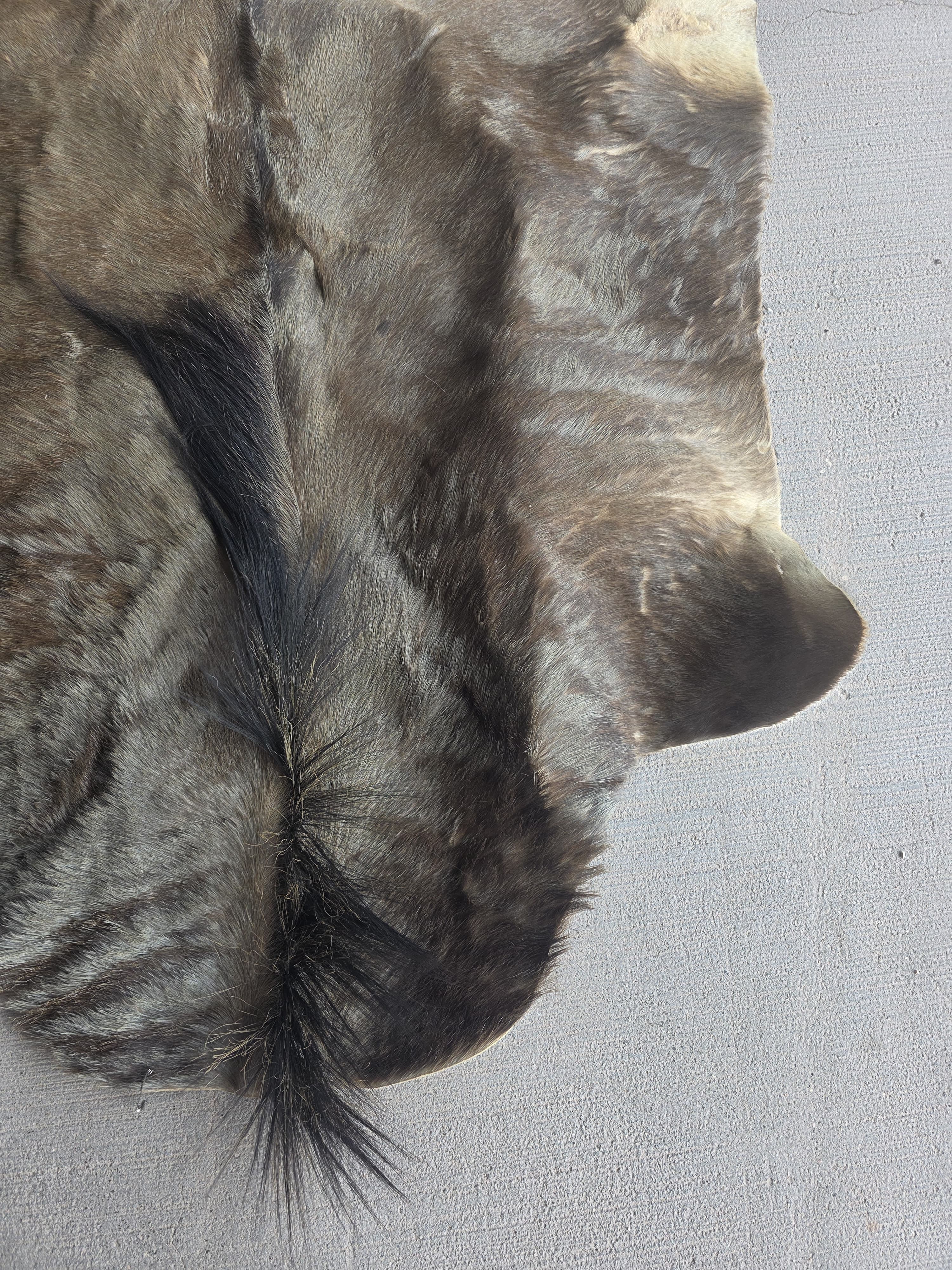 Jtvsk200 - Blue Wildebeest Pelt – 39" Wide × 52" Long (+29" Tail)