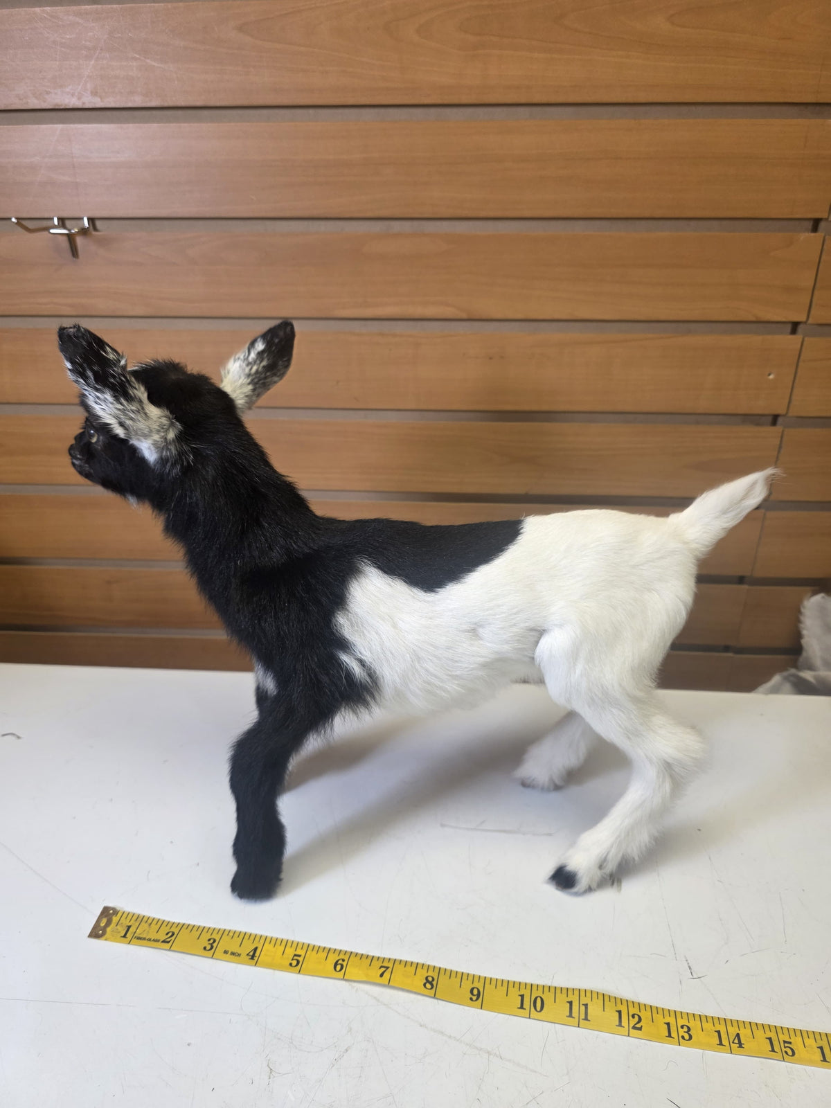 Fhsp104 - Taxidermy Nigerian Dwarf Goat – Preserved Specimen