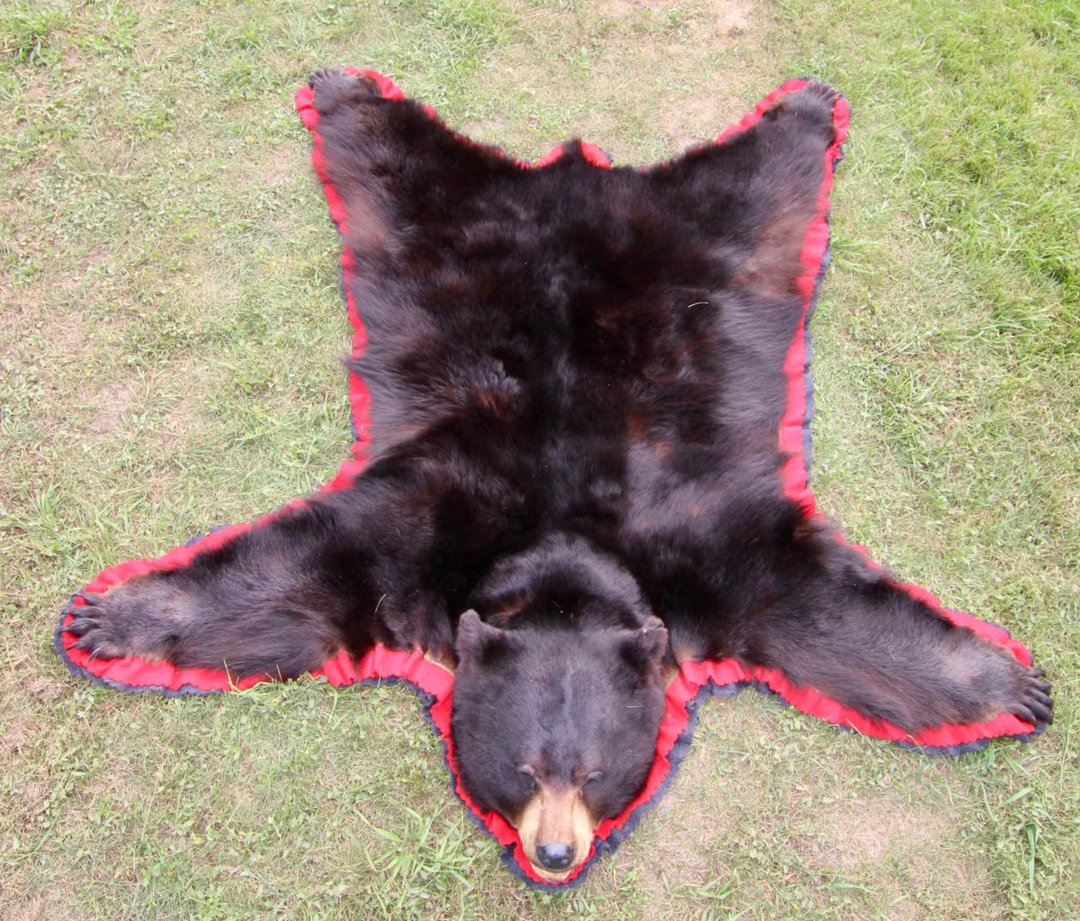 FHSP117 - Taxidermy American Black Bear Full Rug with Open Mouth Head