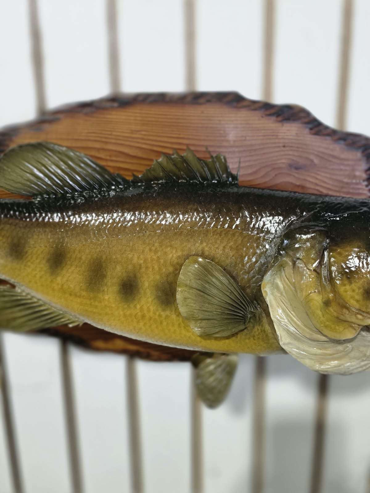 Comb109 - Trophy-Size 20" Largemouth Bass Taxidermy Mount