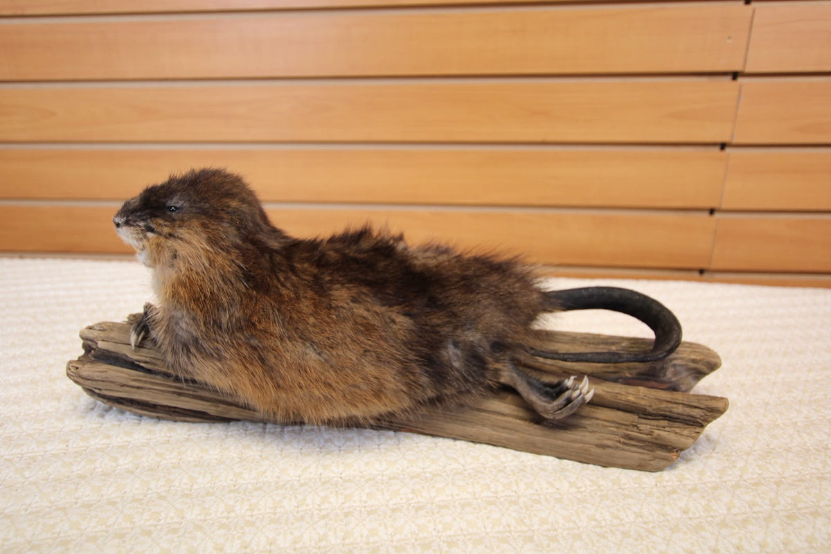 FHSP124 - muskrat Taxidermy Mount on Driftwood