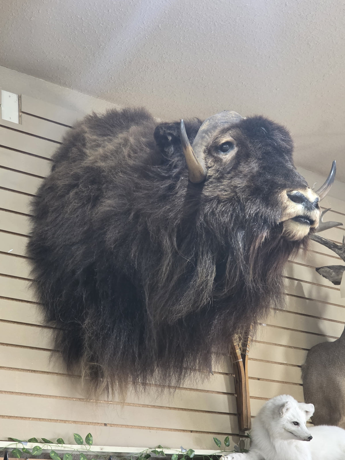 Fhad100 - Muskox shoulder mount taxidermy