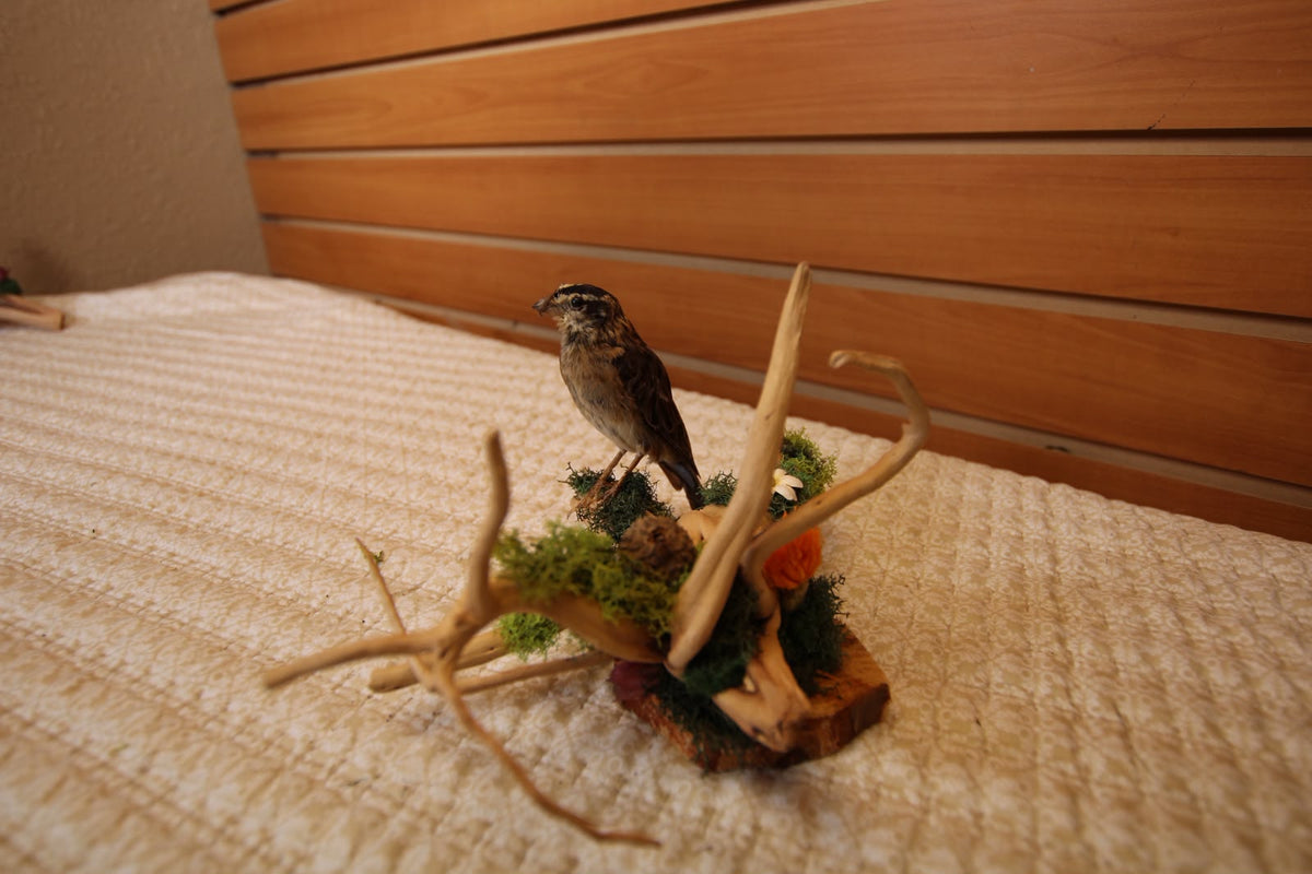 JTVBJ77 - Exquisite Taxidermy Northern Red Bishop