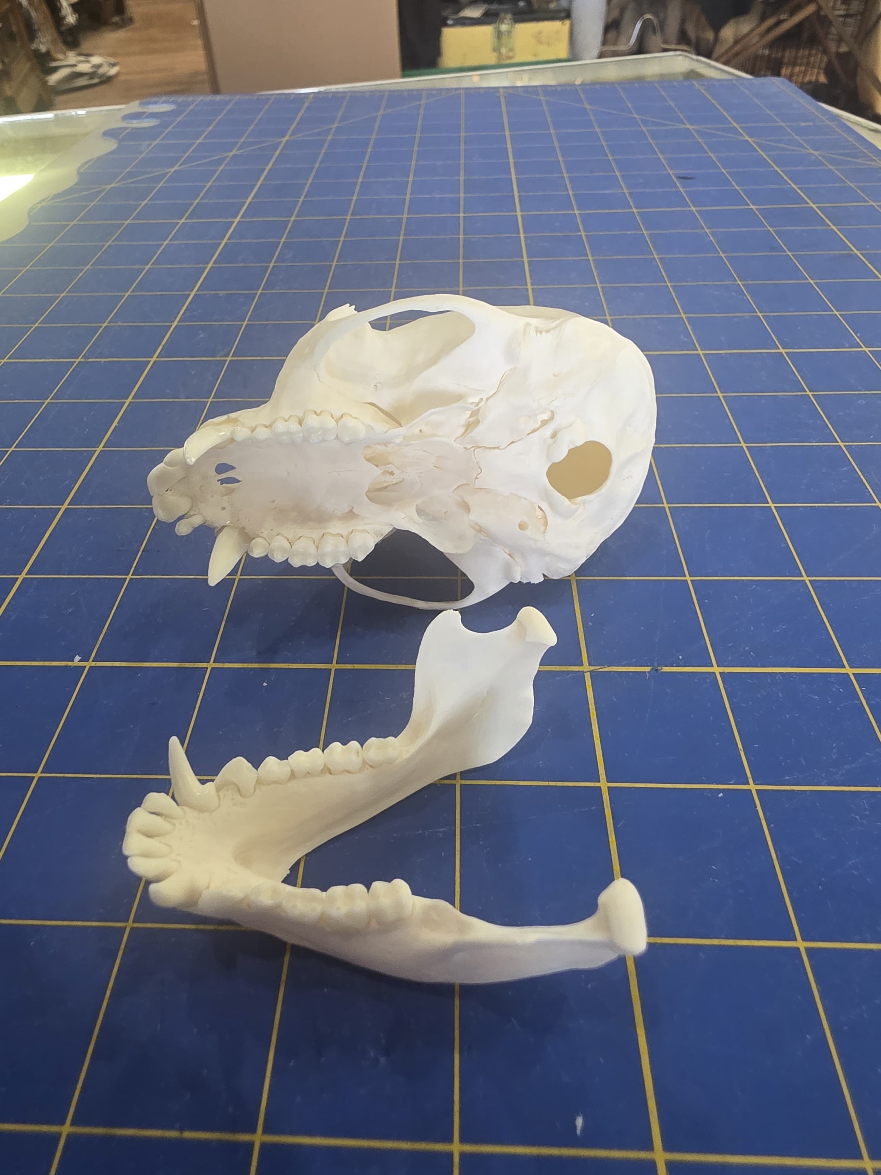 Fhmk12 - Mona Monkey Skull – Authentic Primate Skull Display