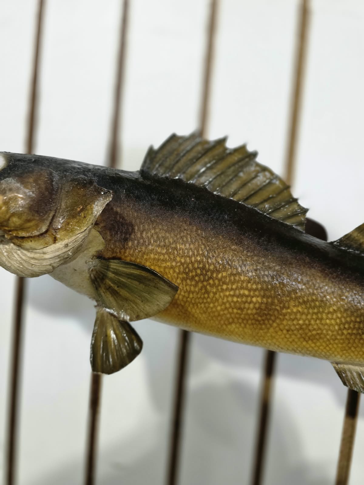 Comb101 - Lifelike 19" Walleye Fish Taxidermy Mount