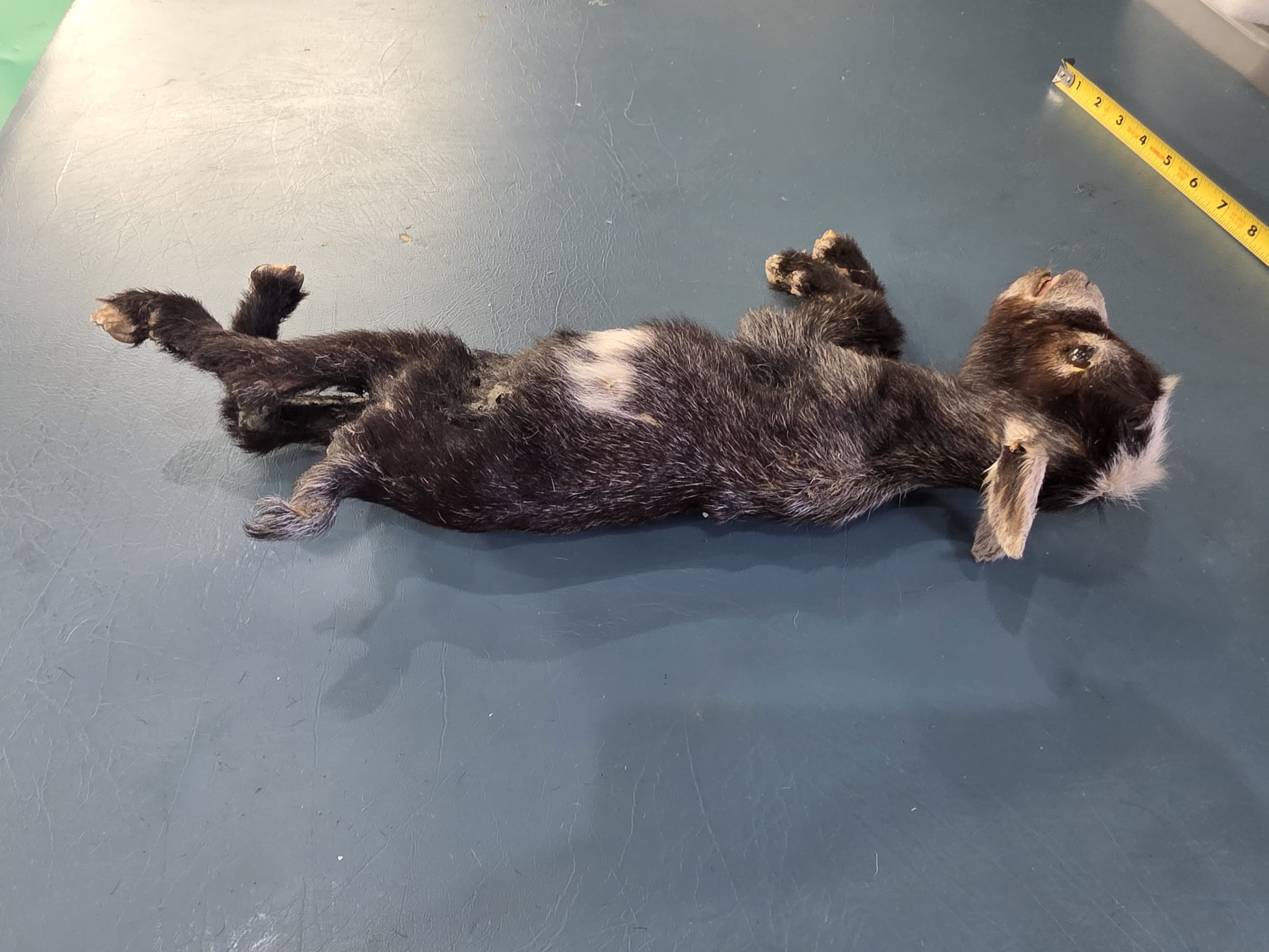 Fhjun27 - Kid Pygmy Goat Taxidermy Mount