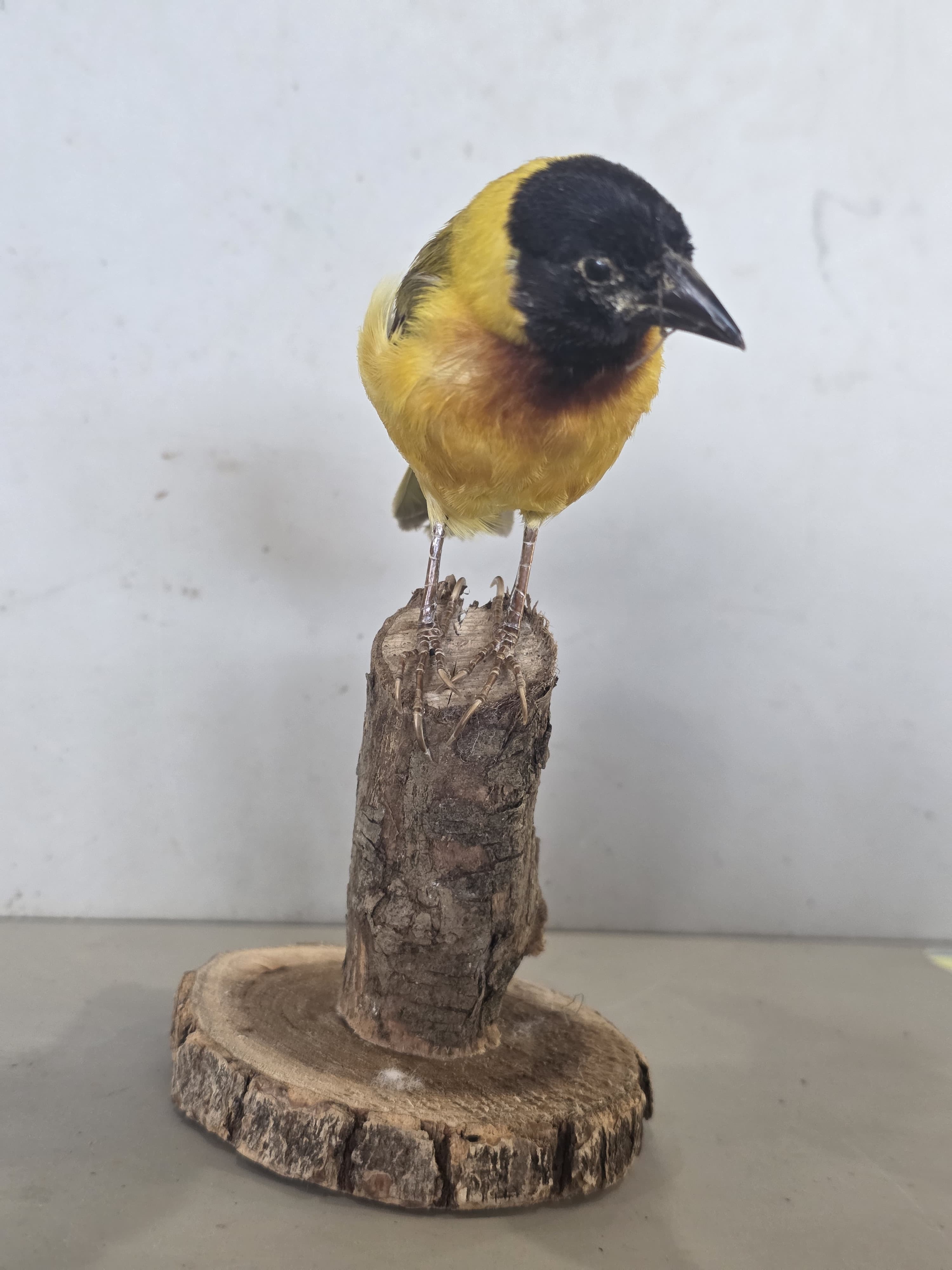 JTVIT4 - Black Headed Weaver Finch Taxidermy – Pen Raised
