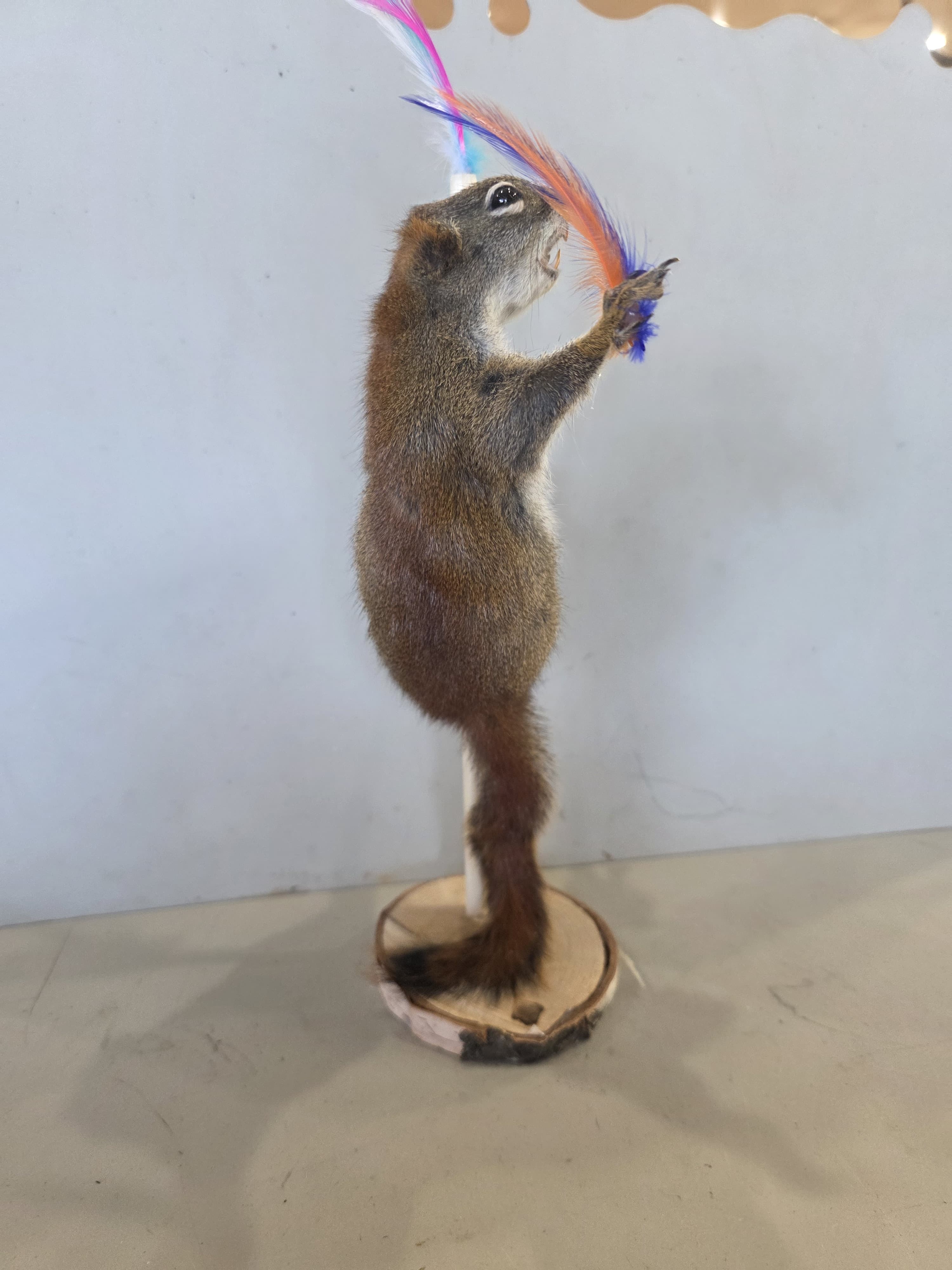 FHJUL13 - taxidermy Squirrel – Handcrafted Display Mount