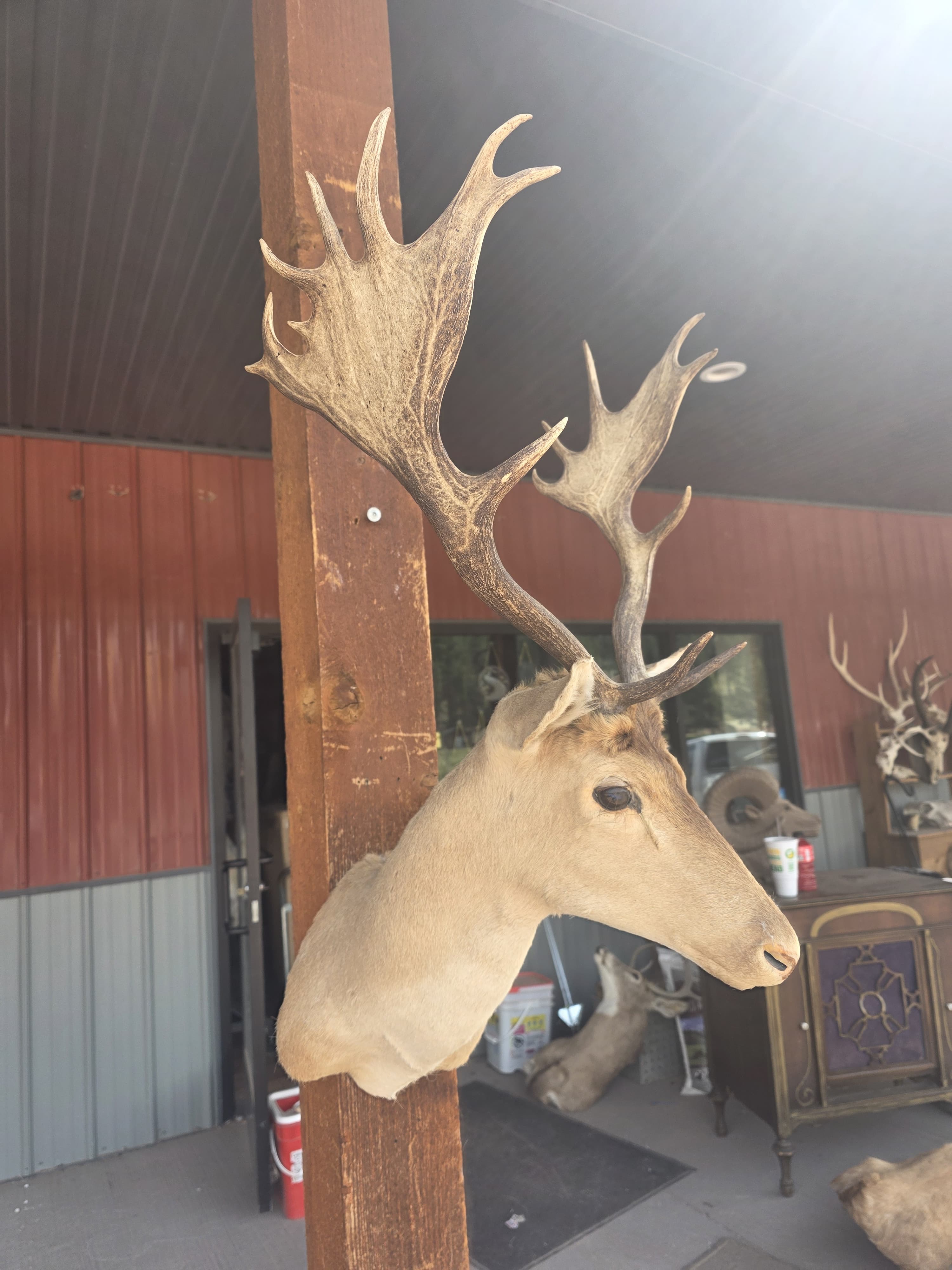 FHRAN93 - Fallow Deer Hide / Fur – Natural Rustic Décor Taxidermy mount