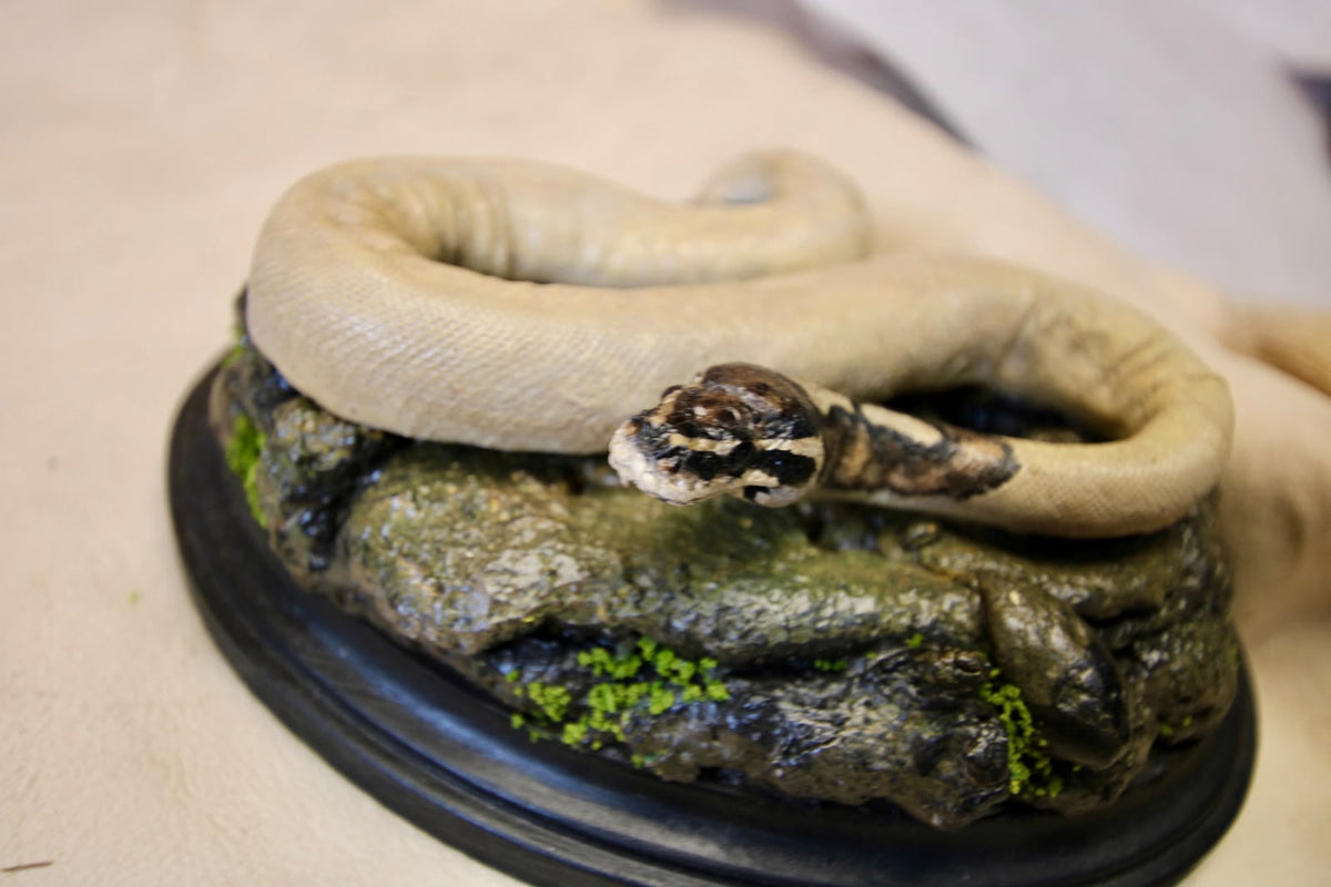 - Taxidermy Pueblan Milk Snake Specimen