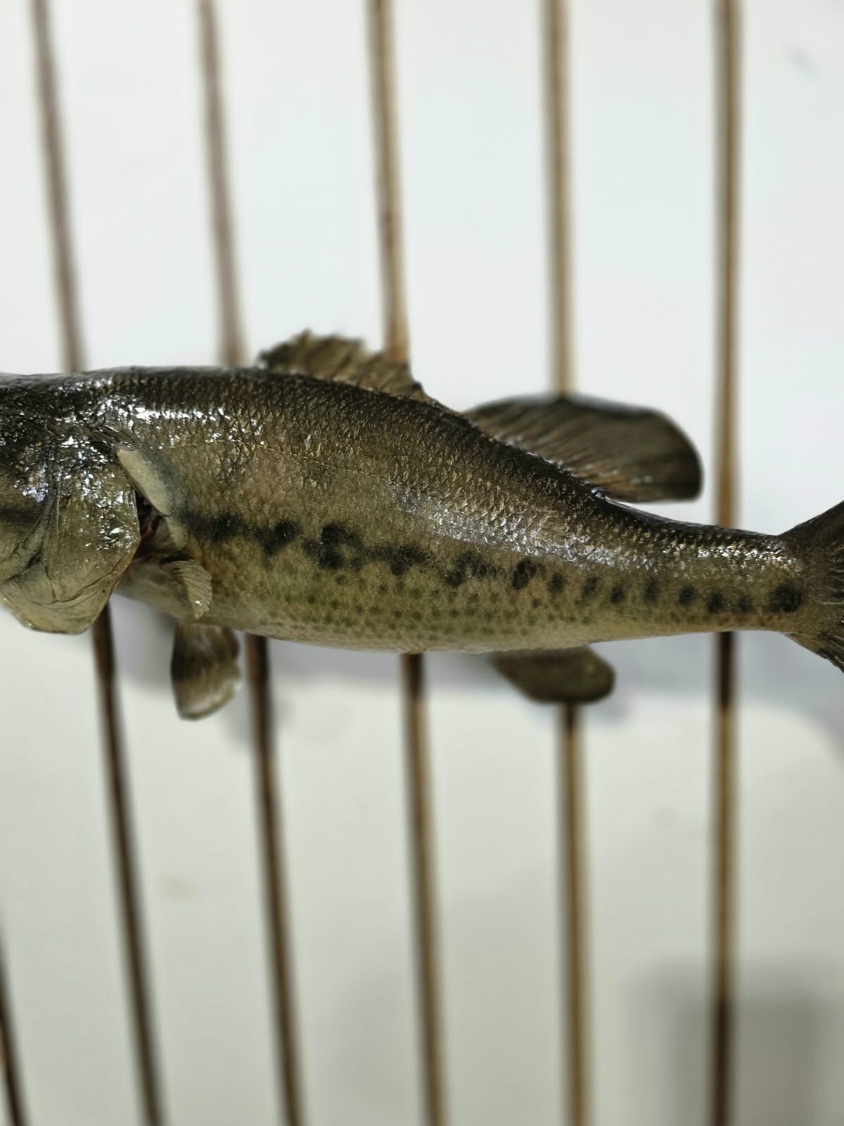 Comb102 - 18" Largemouth Bass Taxidermy Mount