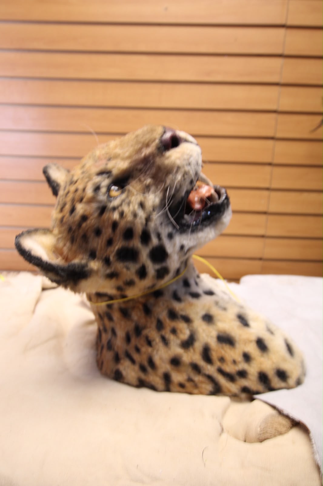 FHRBC03 - reproduction Taxidermy African Leopard Open-Mouth Shoulder Mount