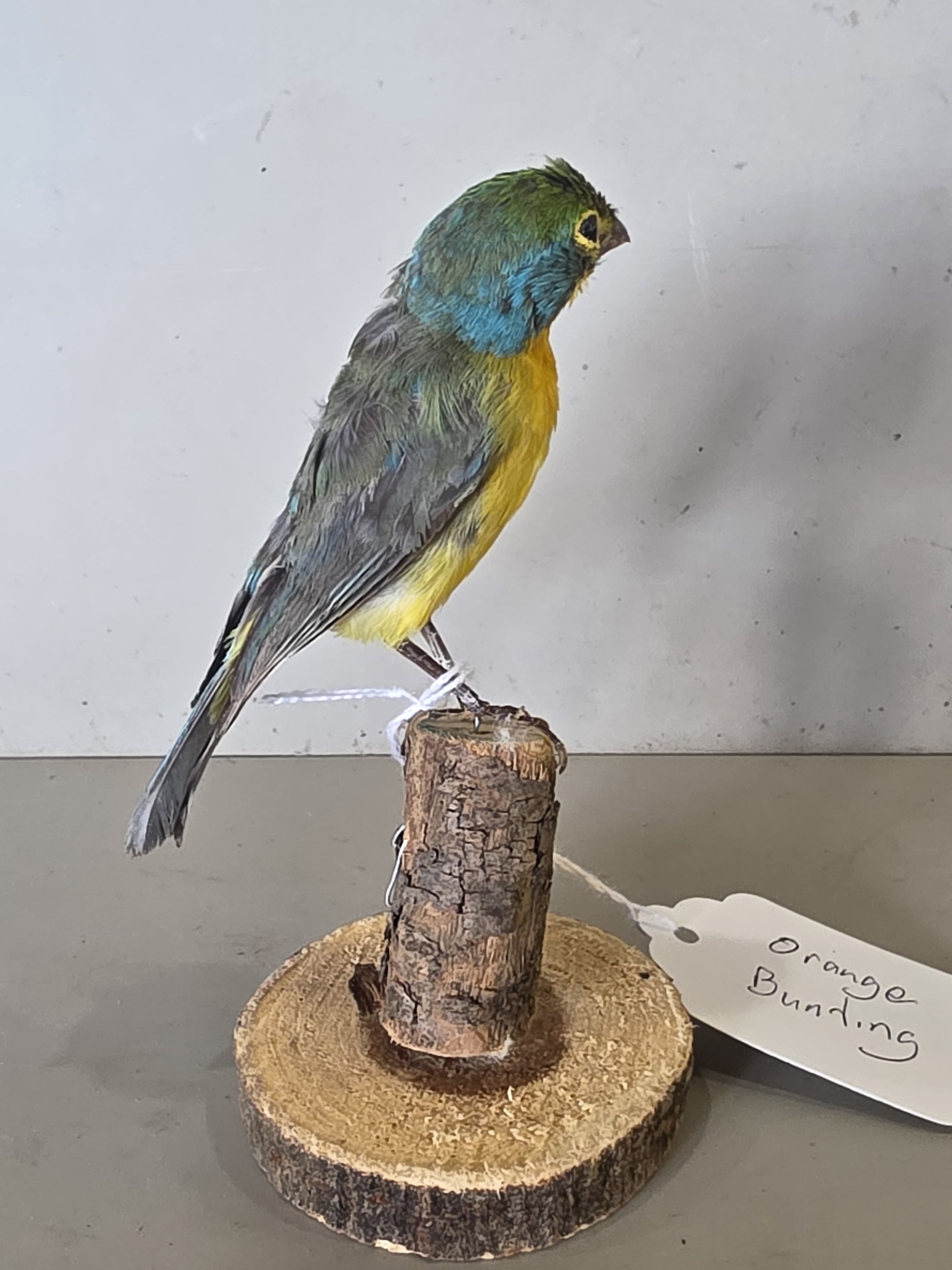 JTVIT2 - Taxidermy Orange Bunting Bird