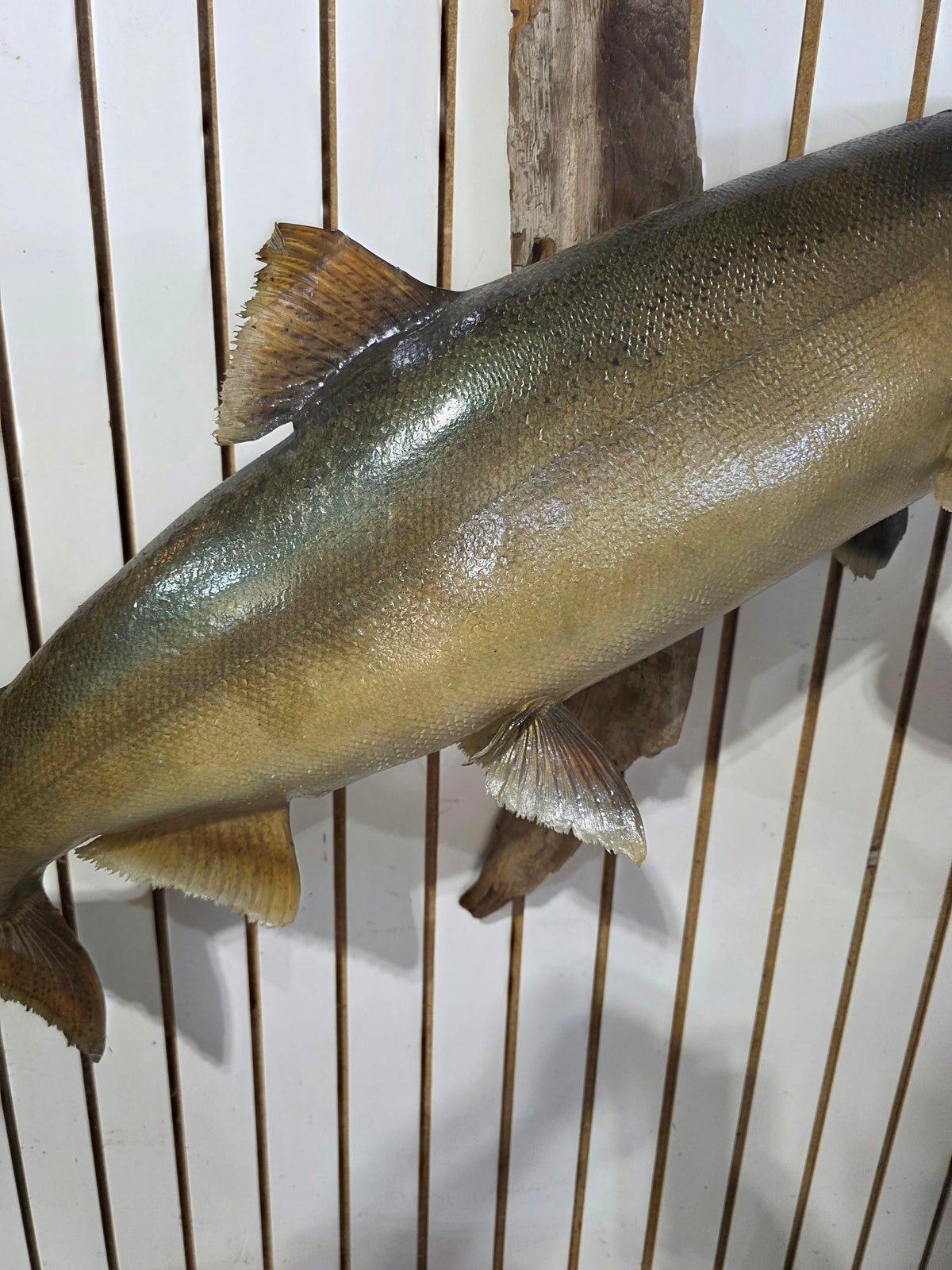Comb117 - Massive Trophy 42" Salmon Head Mount
