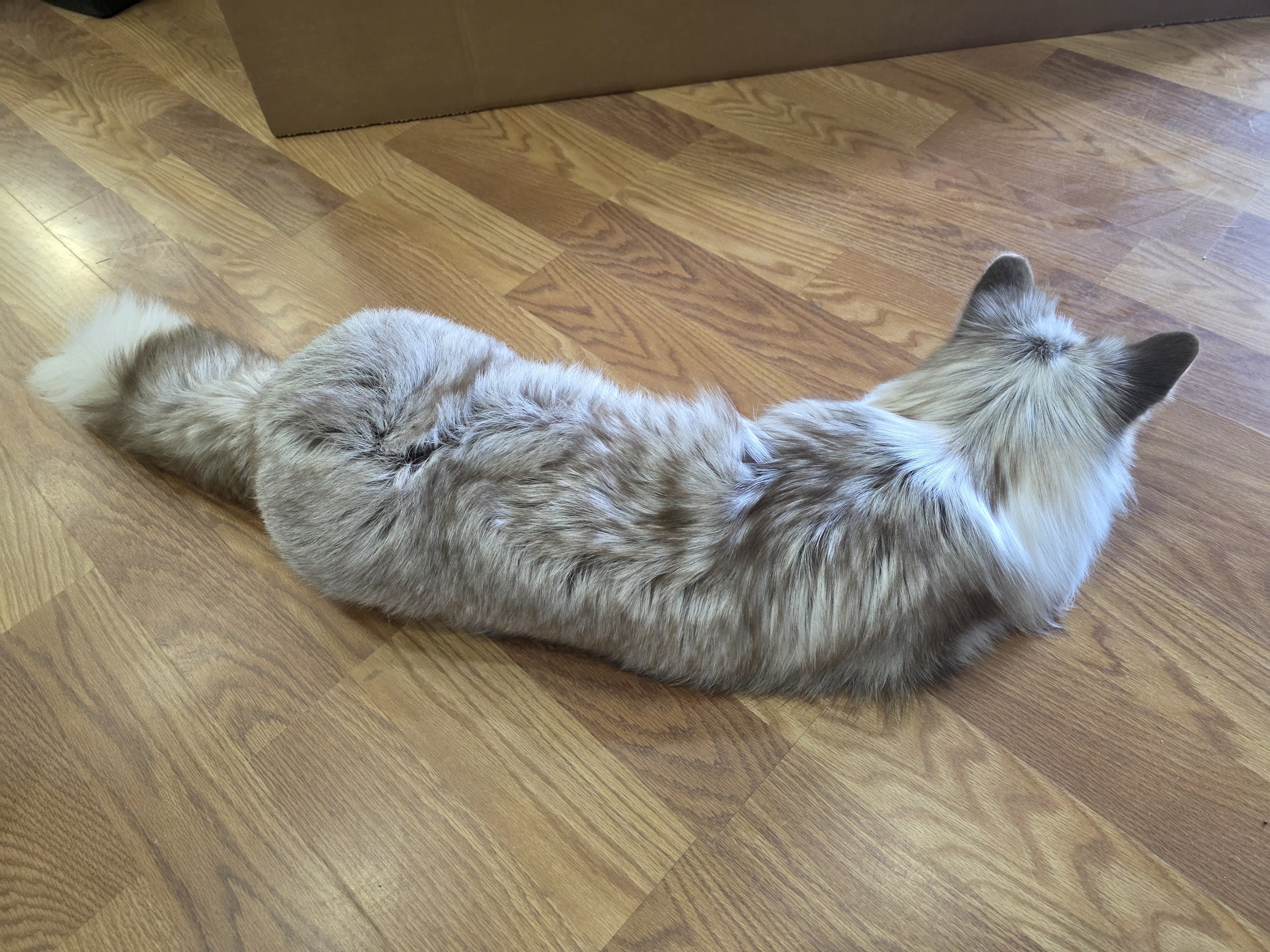 Fhsft101 - Soft Mount Posable | Flexible Taxidermy Display
