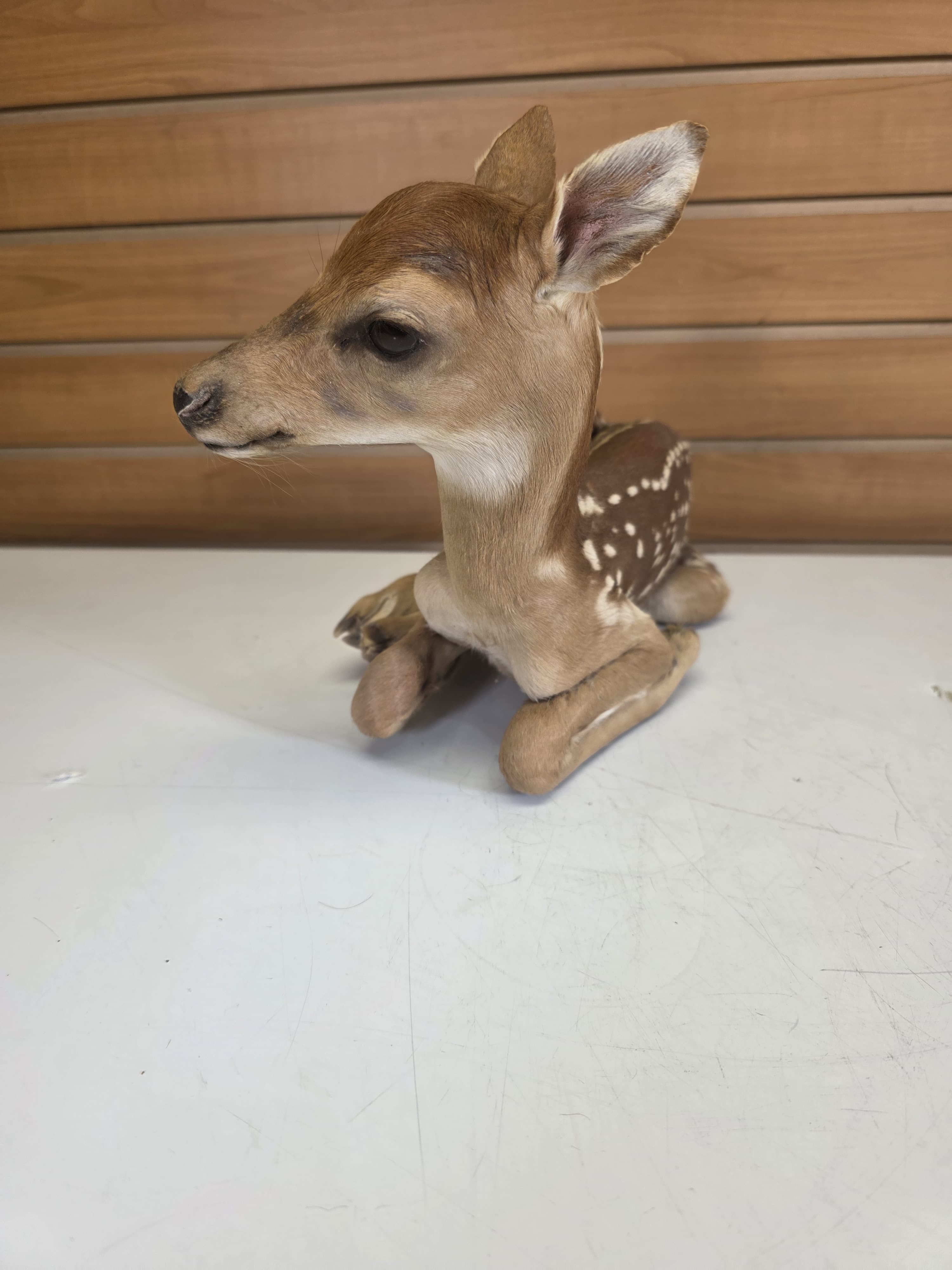Fhdr202 - Fawn Deer Taxidermy Mount