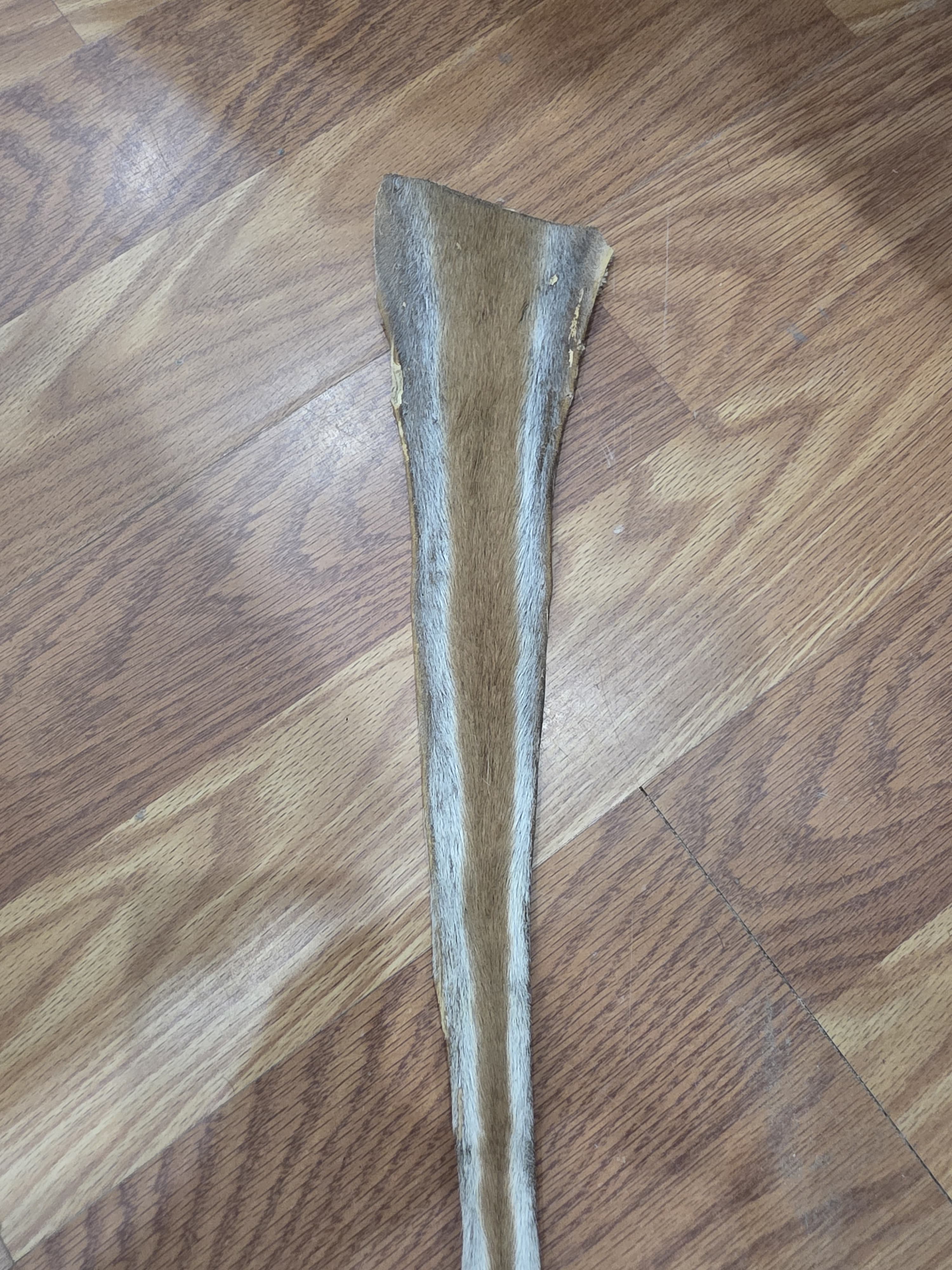 JVTL6 - Eland Tail 27" – Authentic Natural African Antelope Tail | Rustic Wildlife Decor & Taxidermy Display Piece