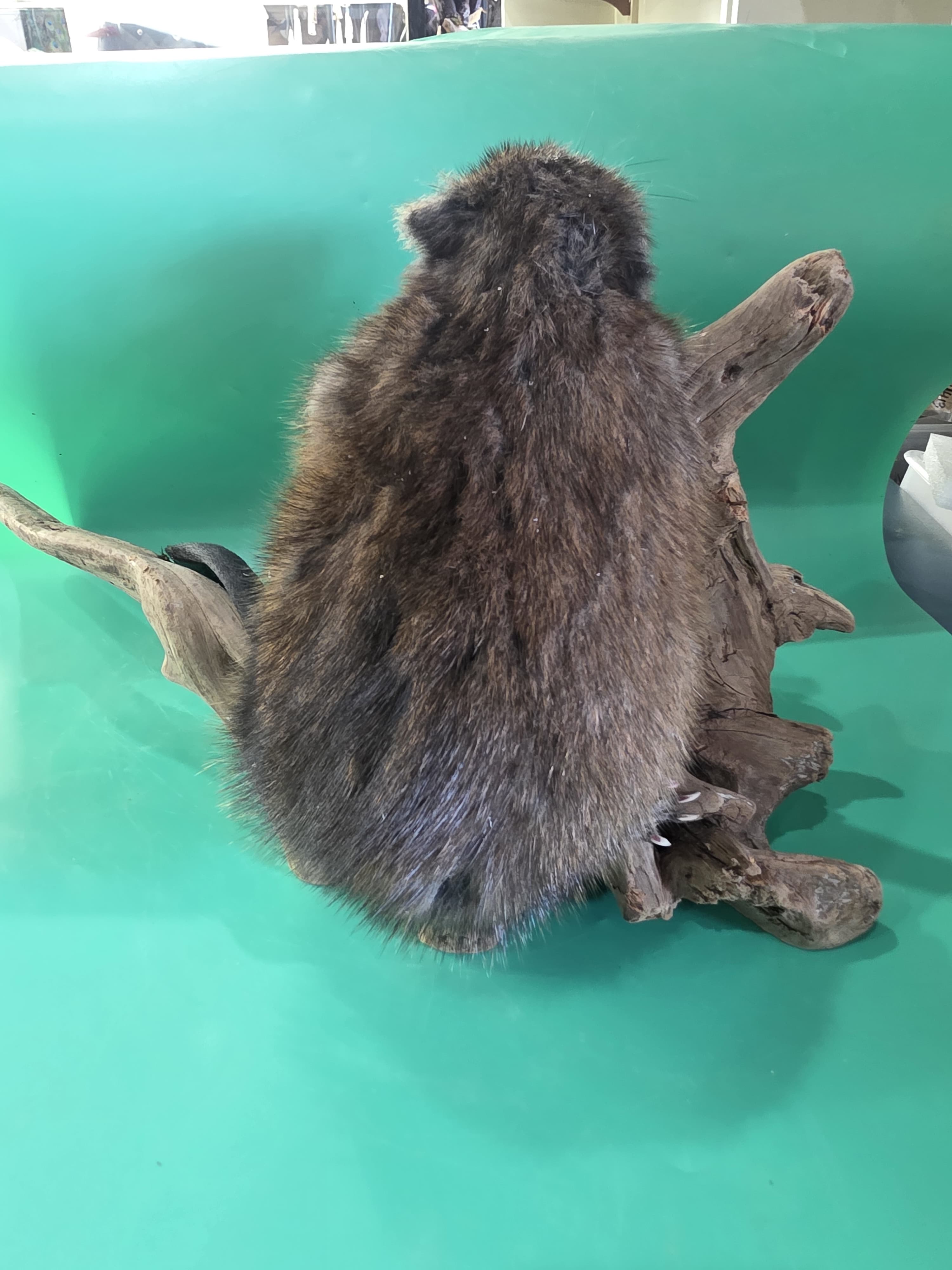 Fhjun12 - Muskrat Taxidermy Mount