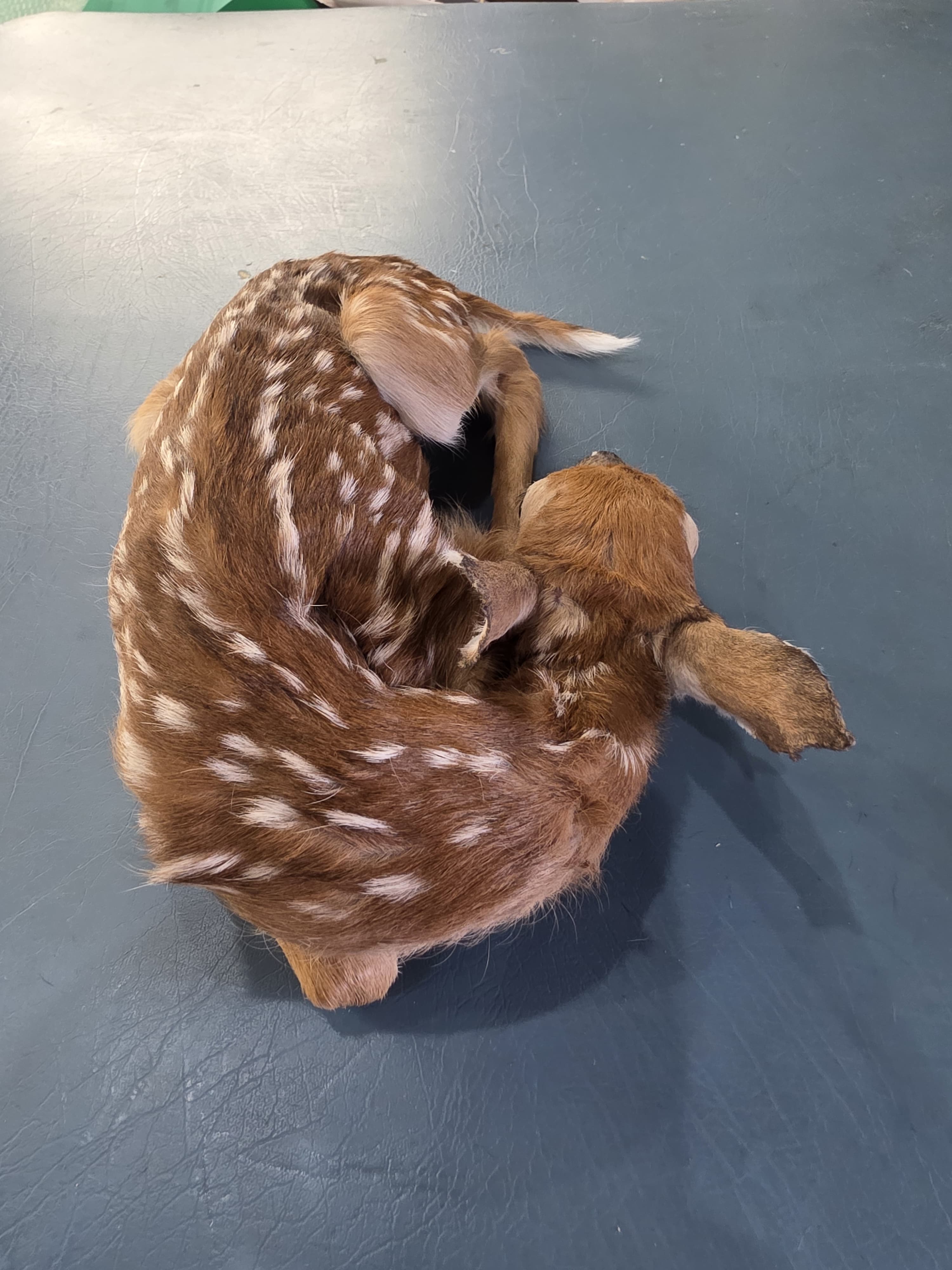 Fhden10 - Fawn Deer Taxidermy Mount