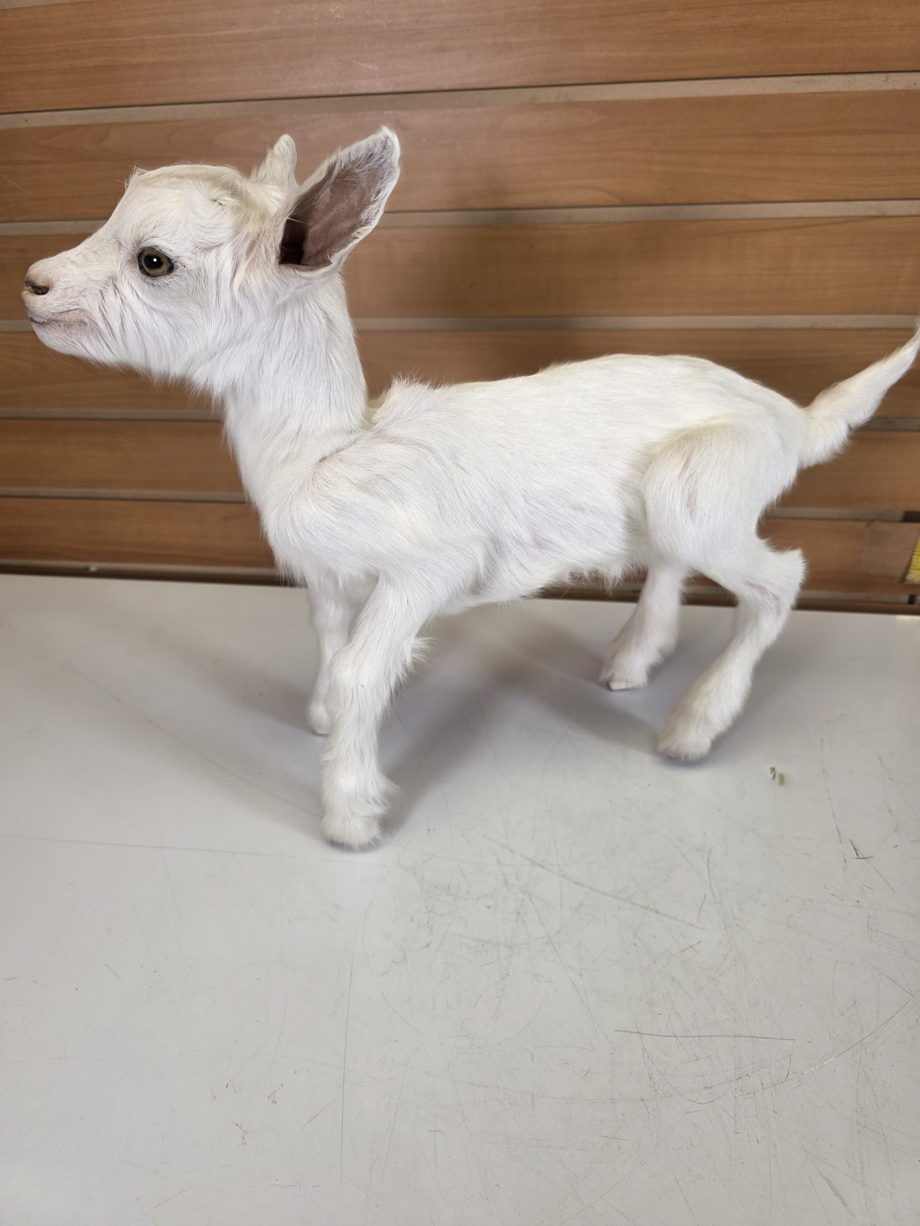 Fhden14 - Boer Kid Goat Taxidermy Mount