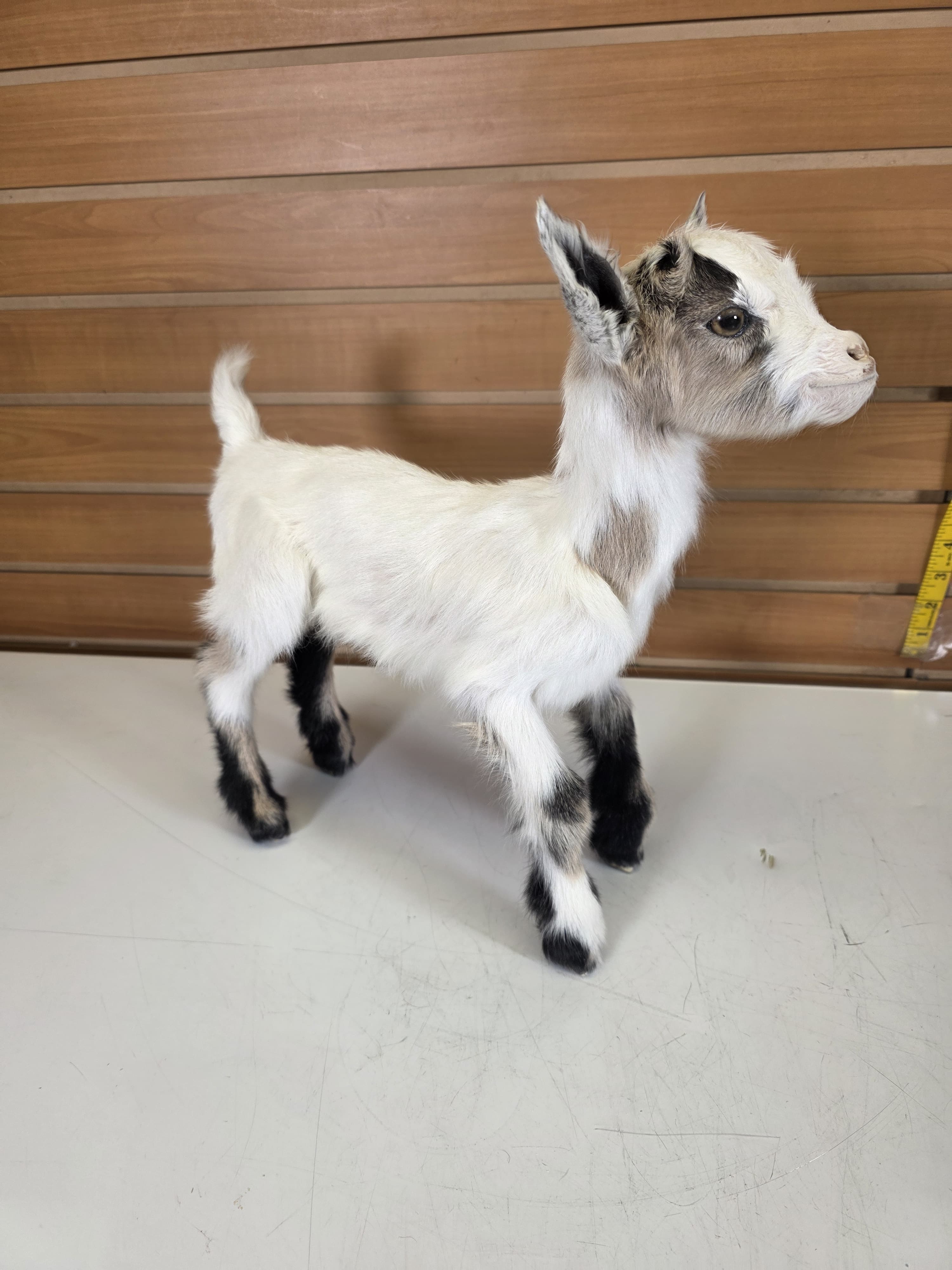 Fhden13 - Boer Kid Goat Taxidermy Mount