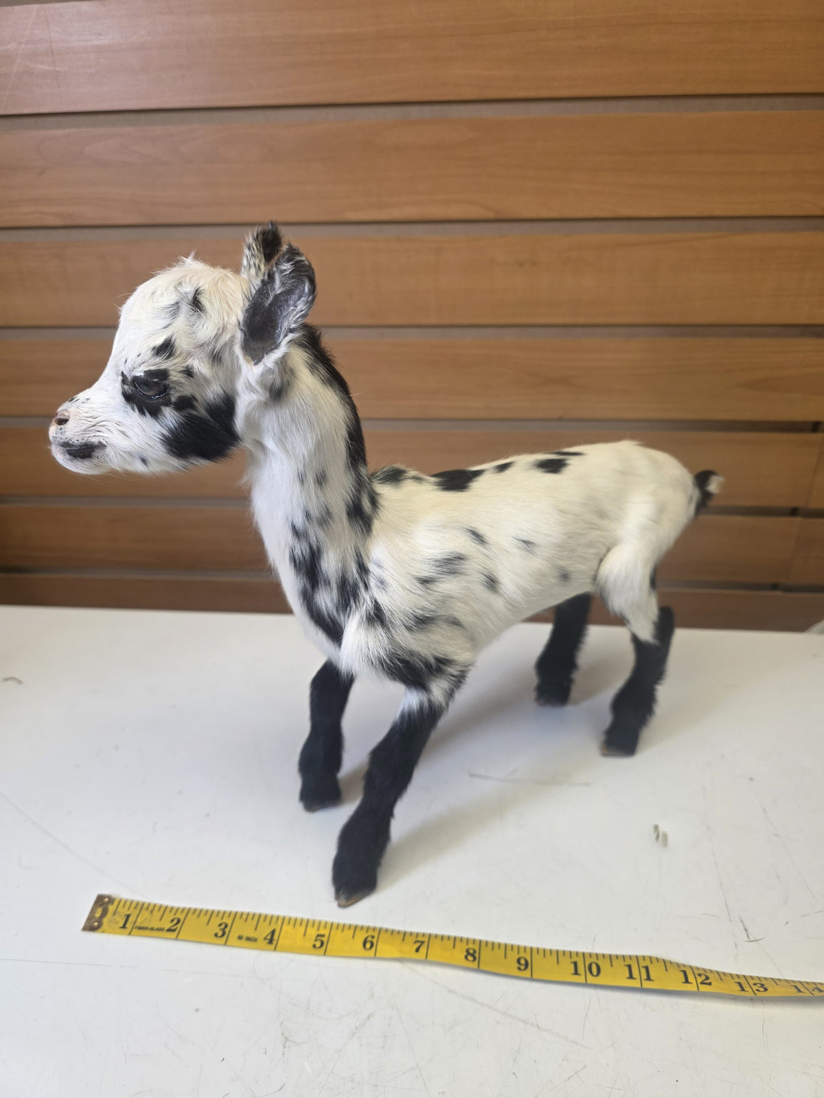 Fhsp105 - Taxidermy Goat – White Body with Black Spots