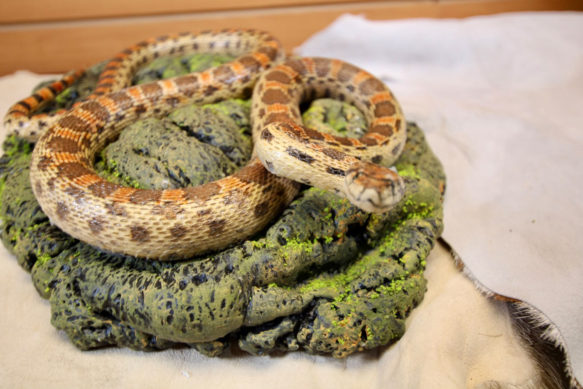 FHSP111 - Taxidermy Hypo Leopard Boa Constrictor Specimen
