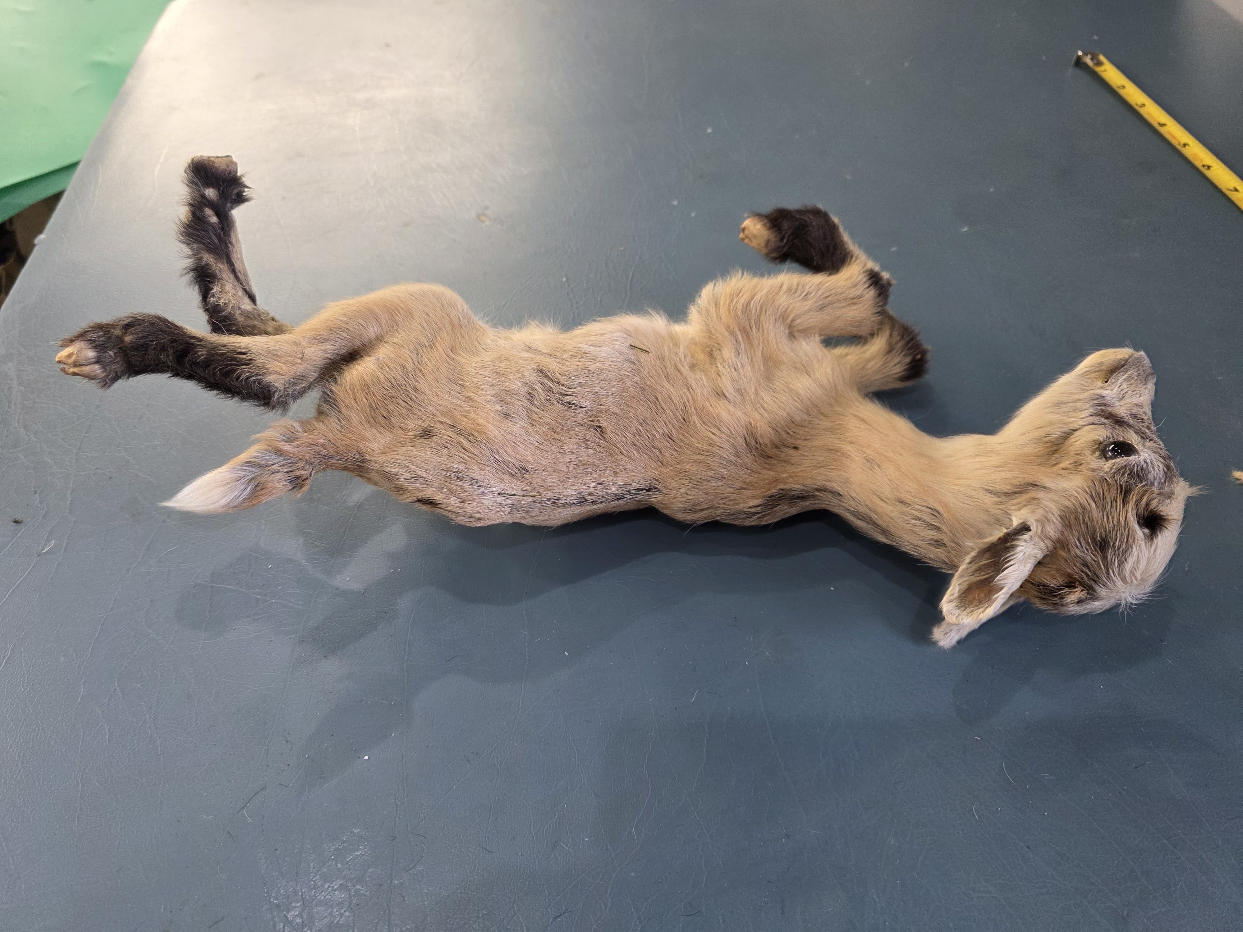 Fhjun26 - Kid Goat Taxidermy Mount