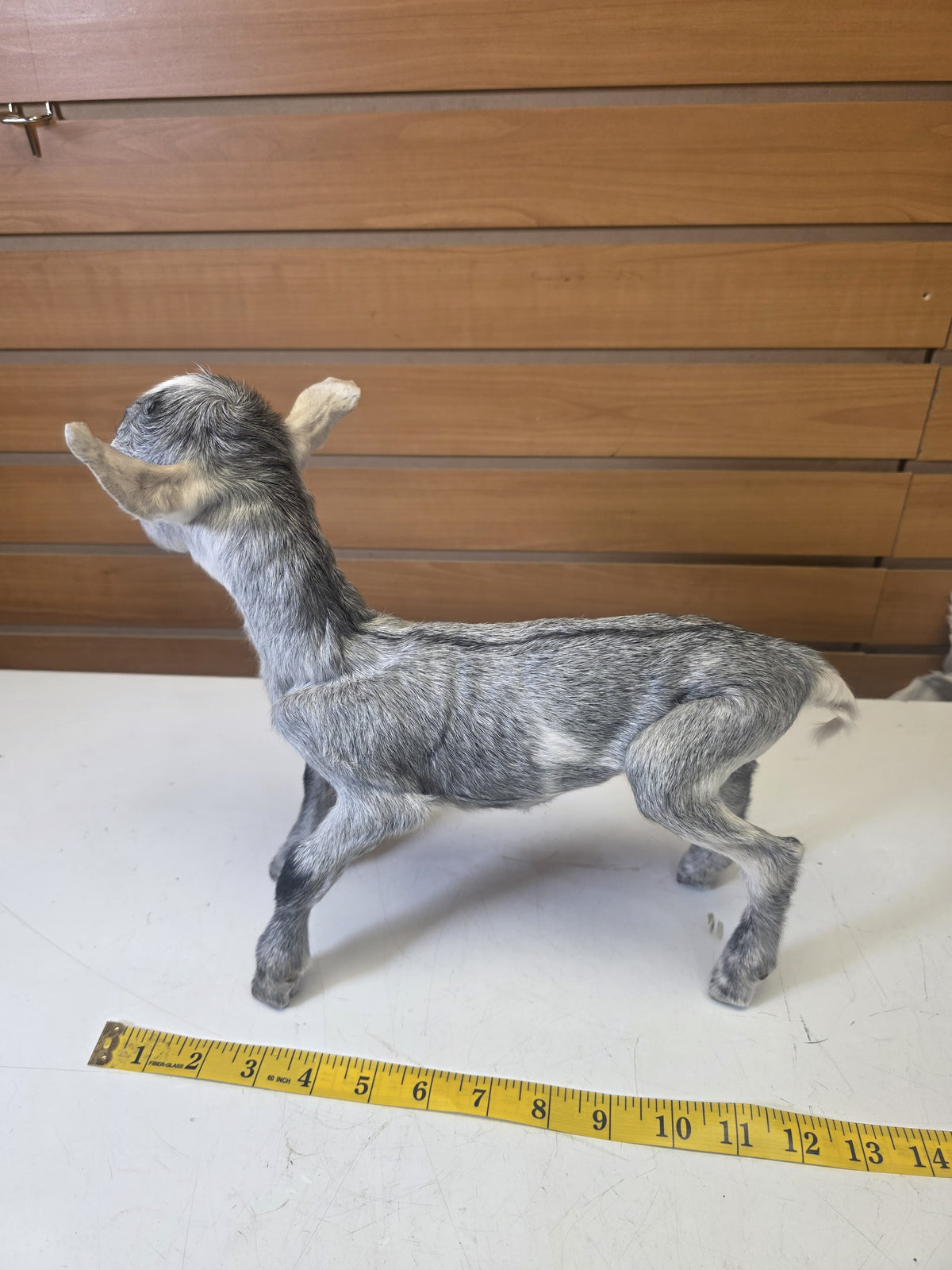 Fhsp103 - Taxidermy Nigerian Dwarf Goat – Preserved Specimen