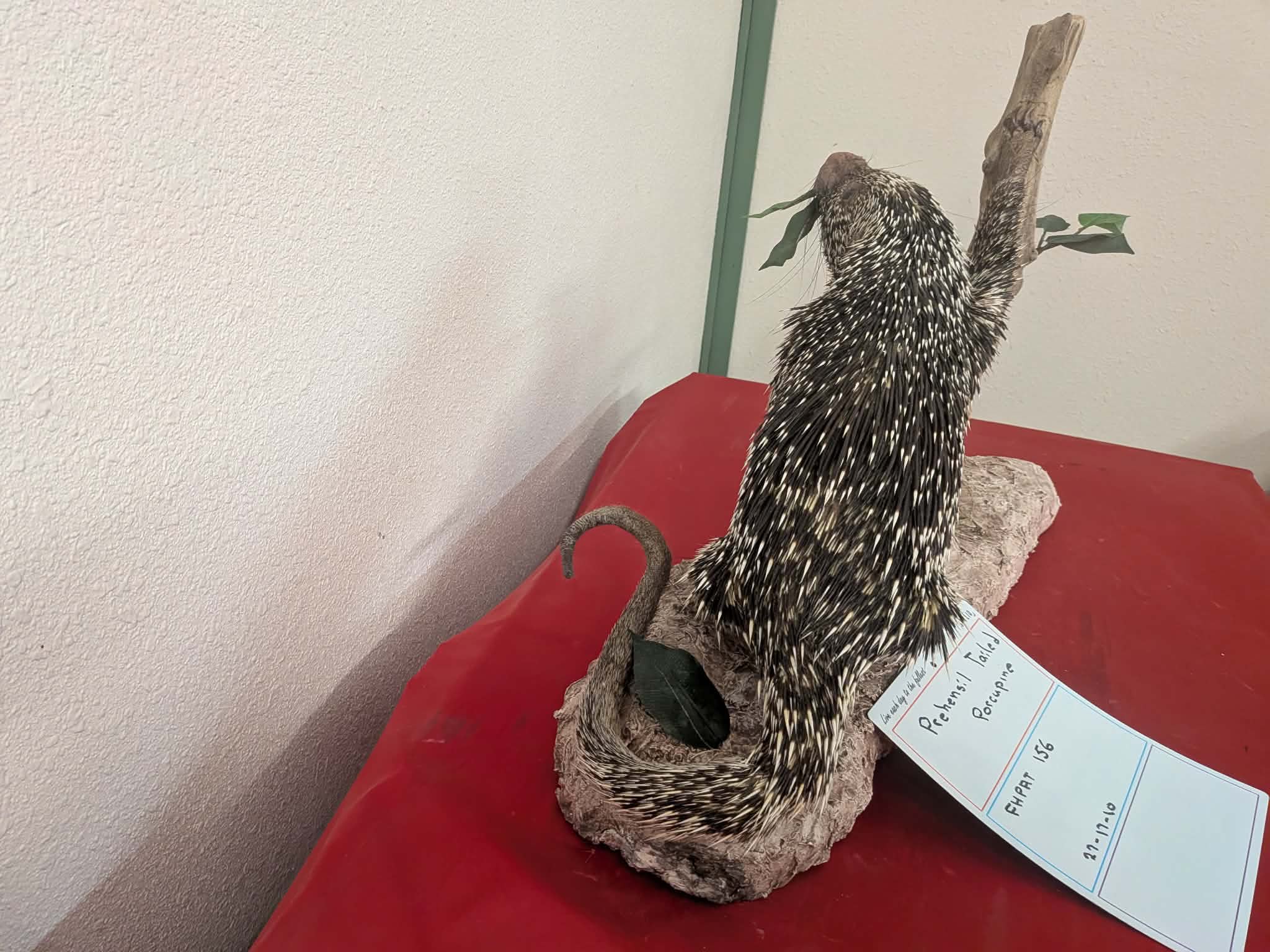 FHPAT156 - Prehensile-Tailed Porcupine Taxidermy Mount