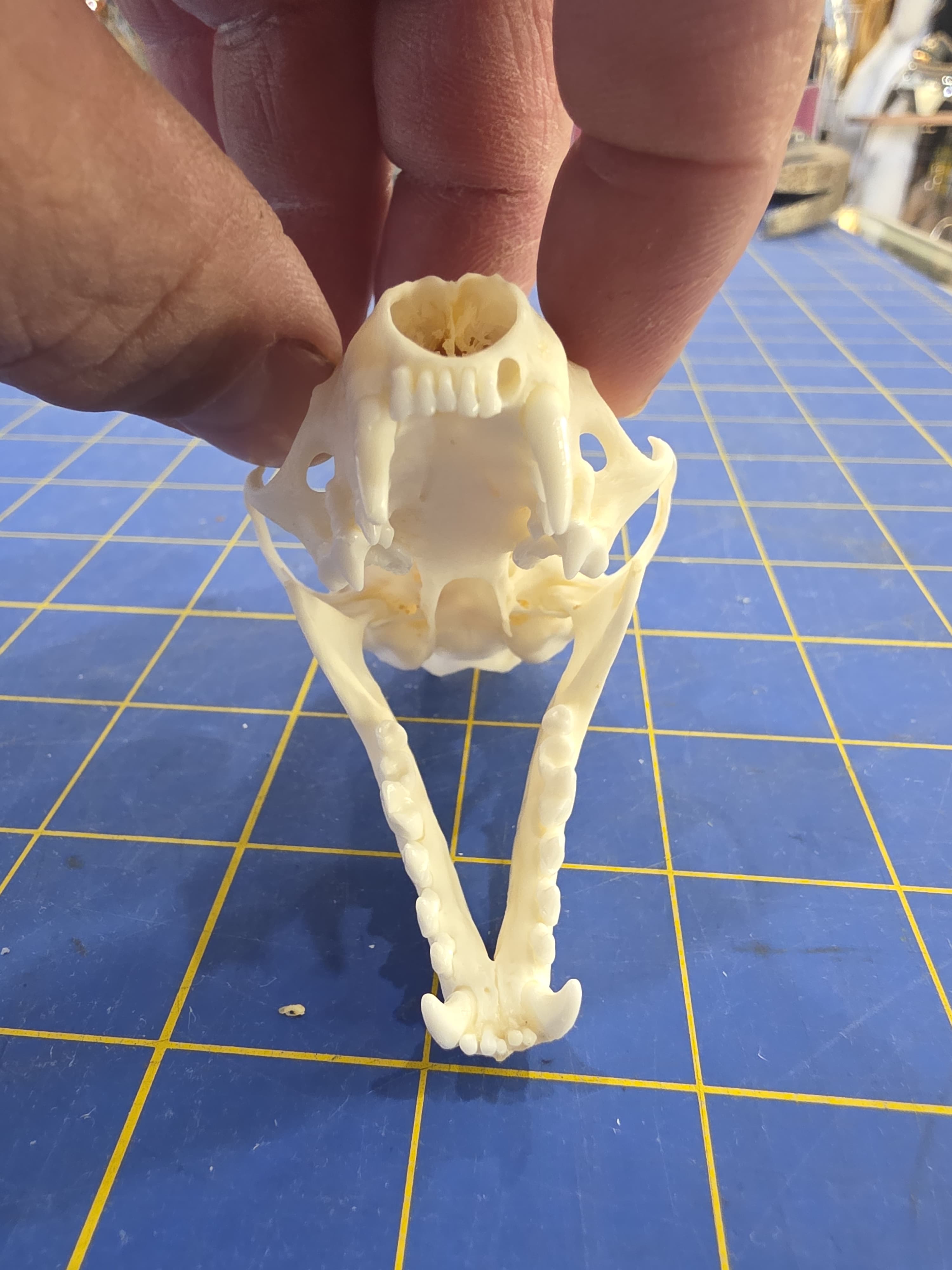 Jtvsk103 - Beech Marten Skull – Authentic Wildlife Specimen