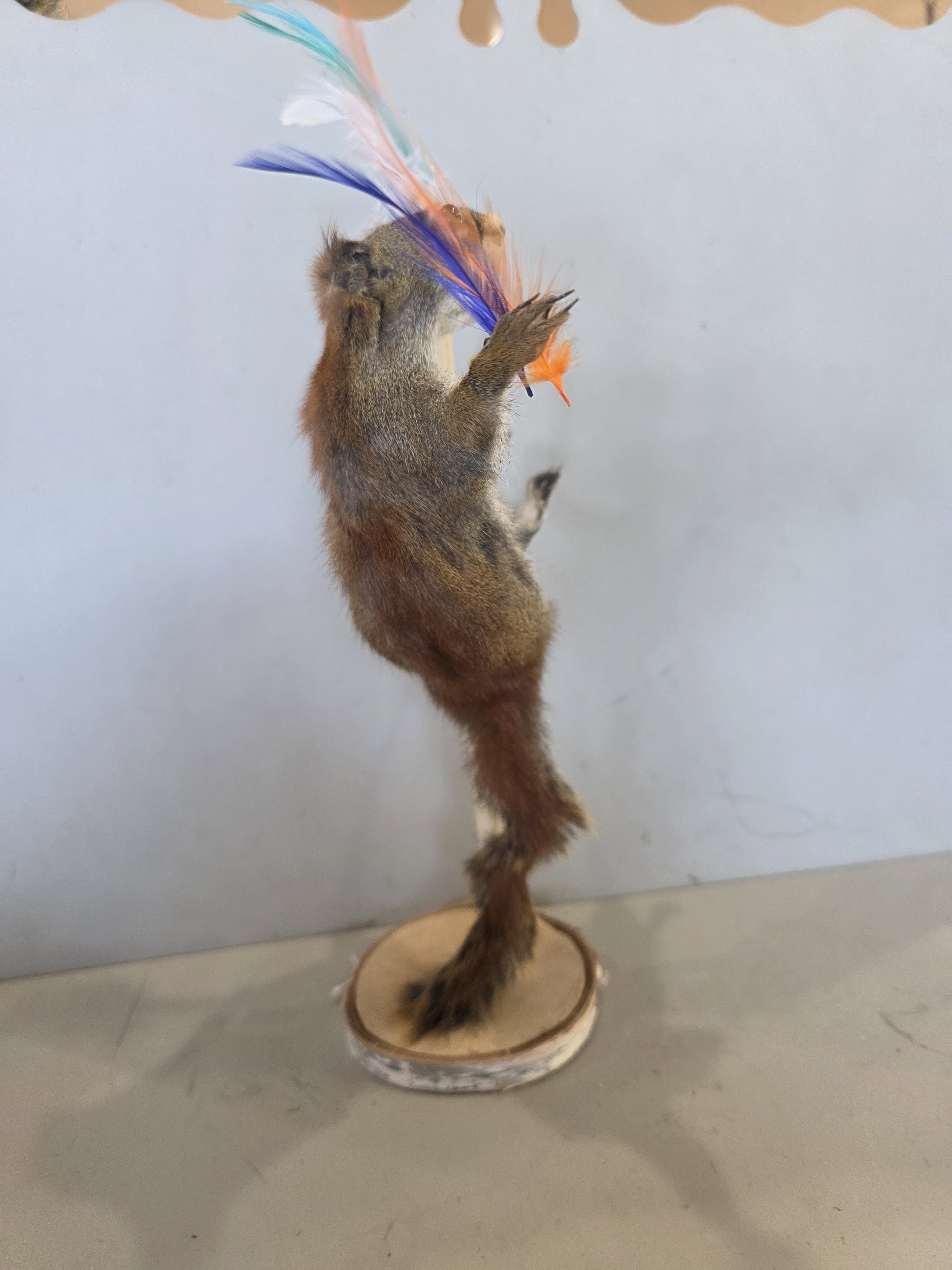 FHJUL15 - taxidermy Squirrel – Handcrafted Display Mount