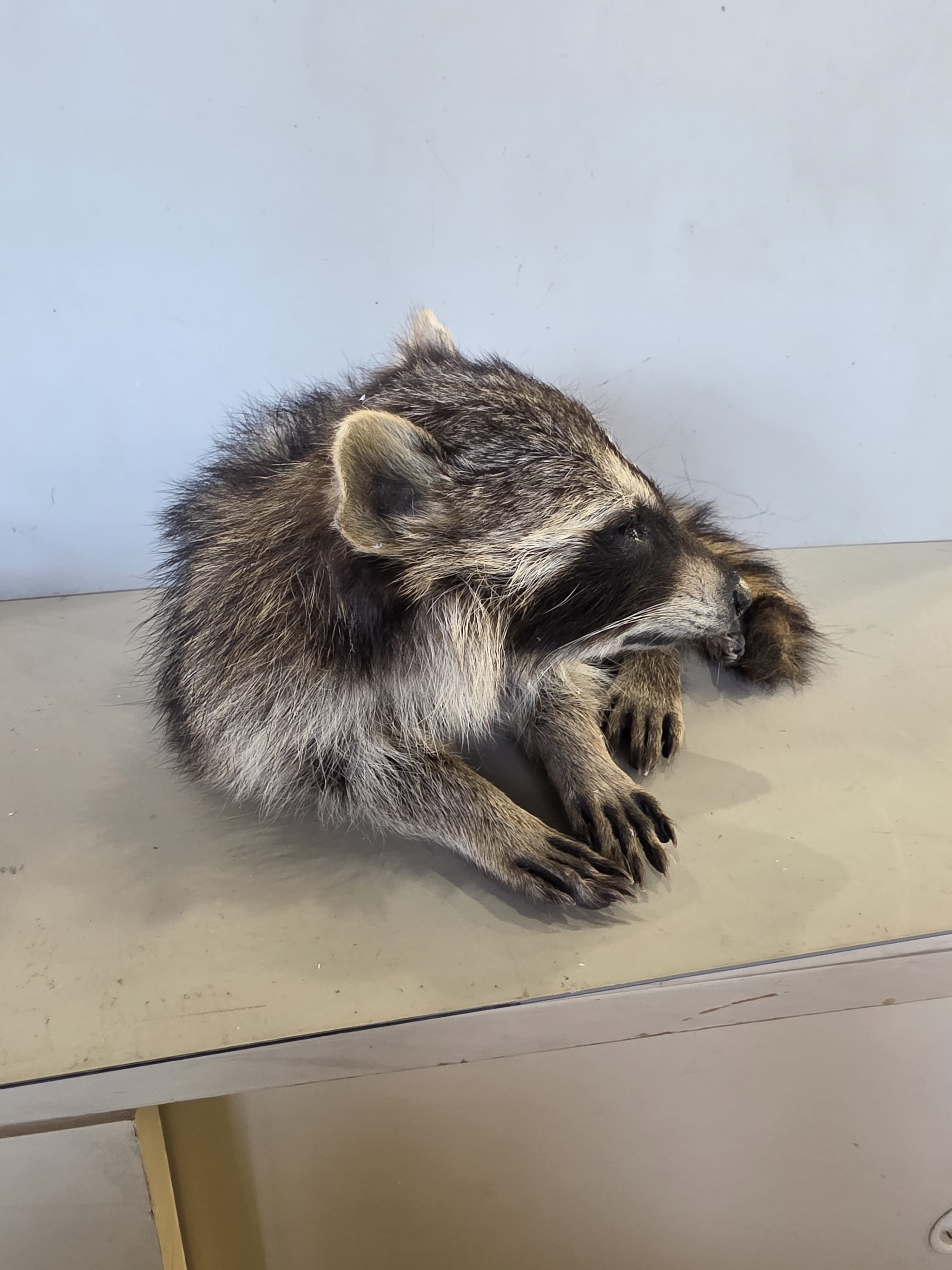 FHJUL17 - young Raccoon Taxidermy full body mount