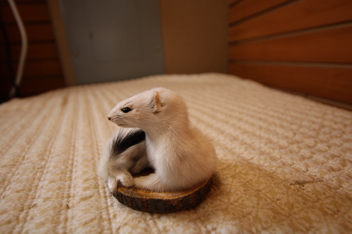 FHWEAS002 - Winter White Ermine (Short-Tailed Weasel) Taxidermy Mount