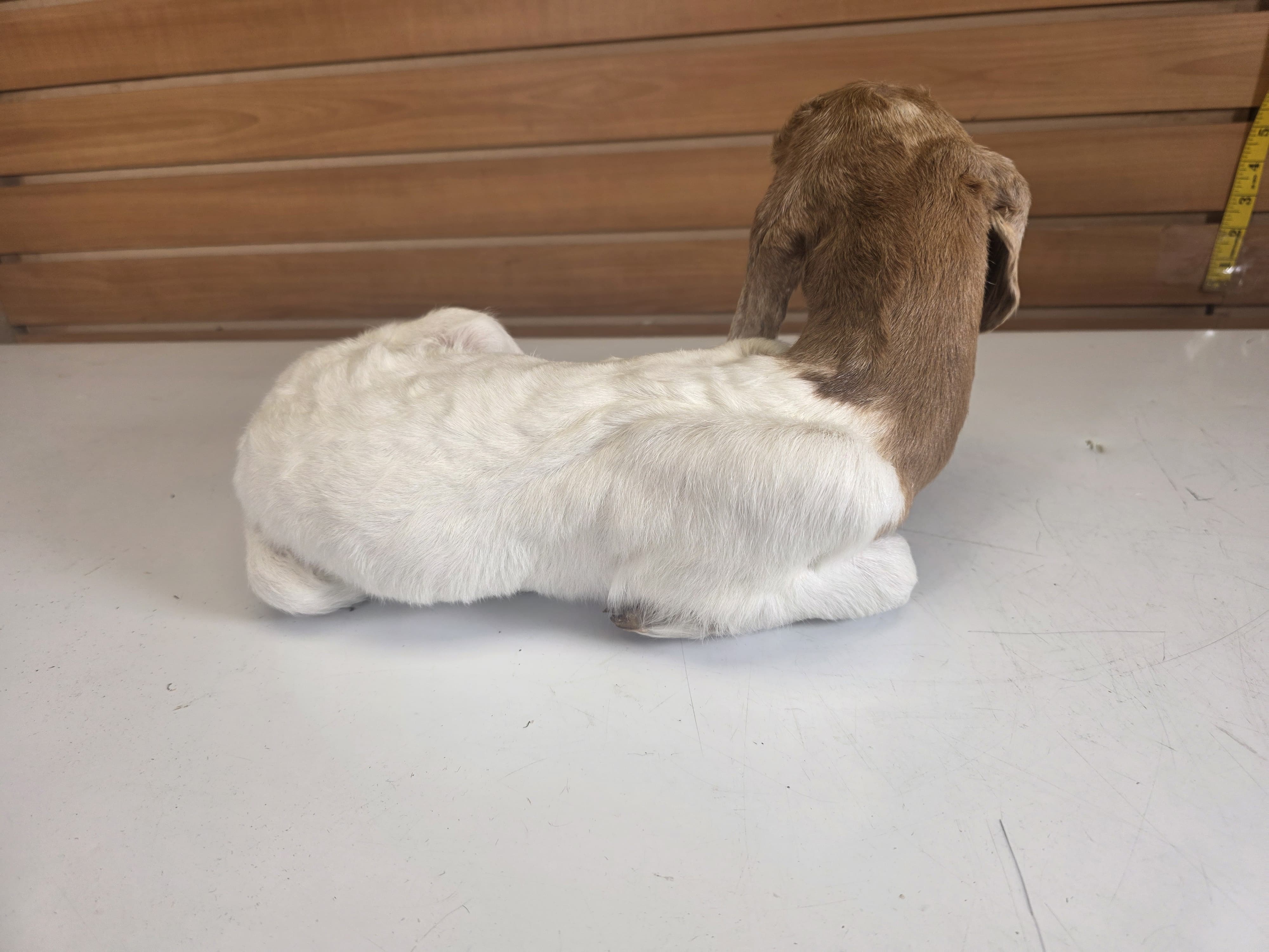 Fhden18 - Boer Kid Goat Taxidermy Mount