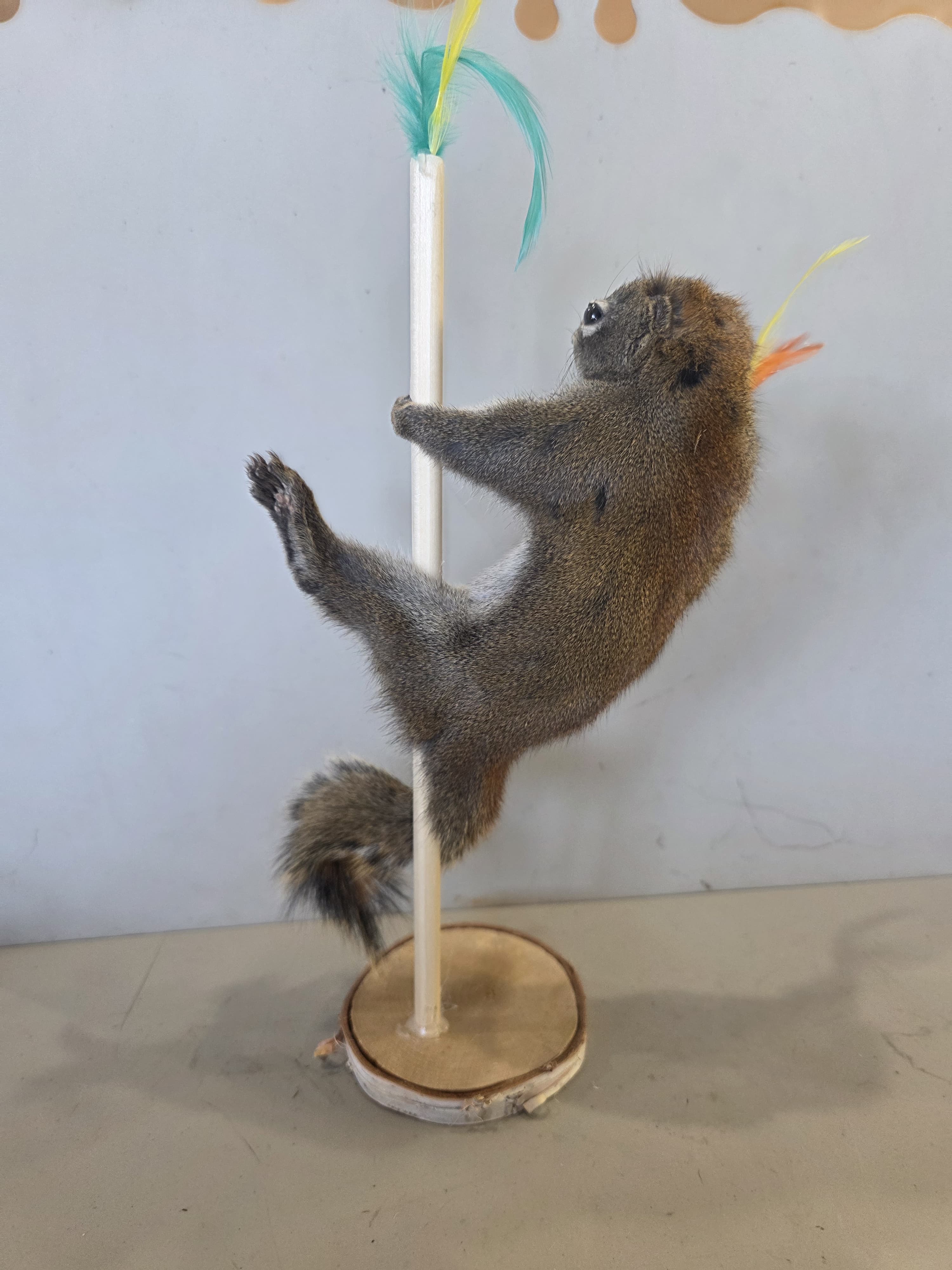 FHJUL14 - taxidermy Squirrel – Handcrafted Display Mount