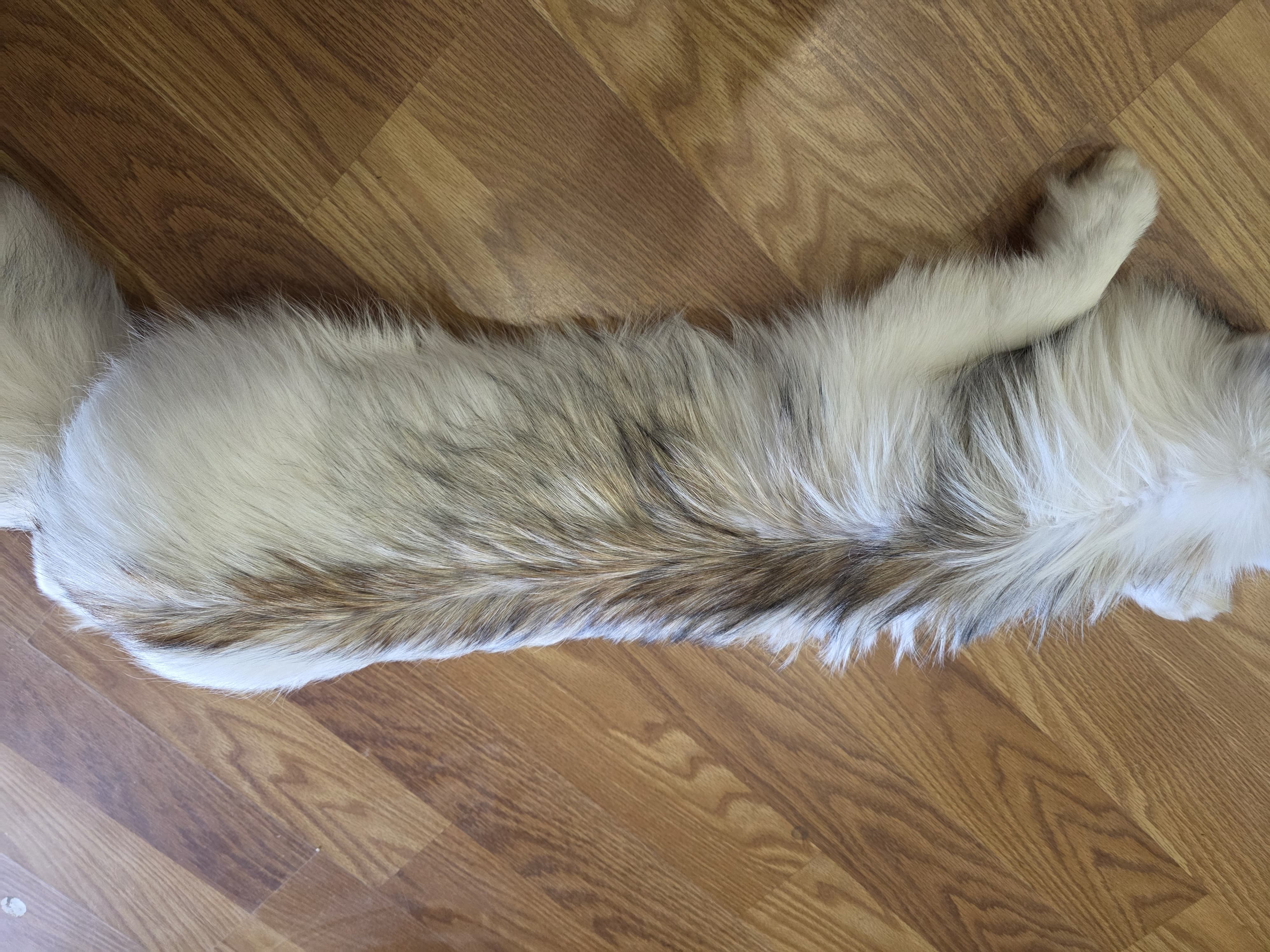 Fhsft100 - Soft Mount Posable | Flexible Taxidermy Display