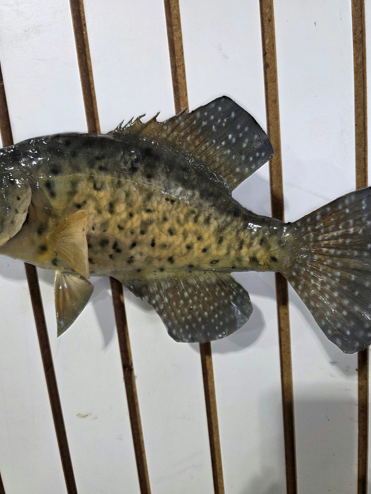Comb111 - 14" Crappie Fish Taxidermy Mount