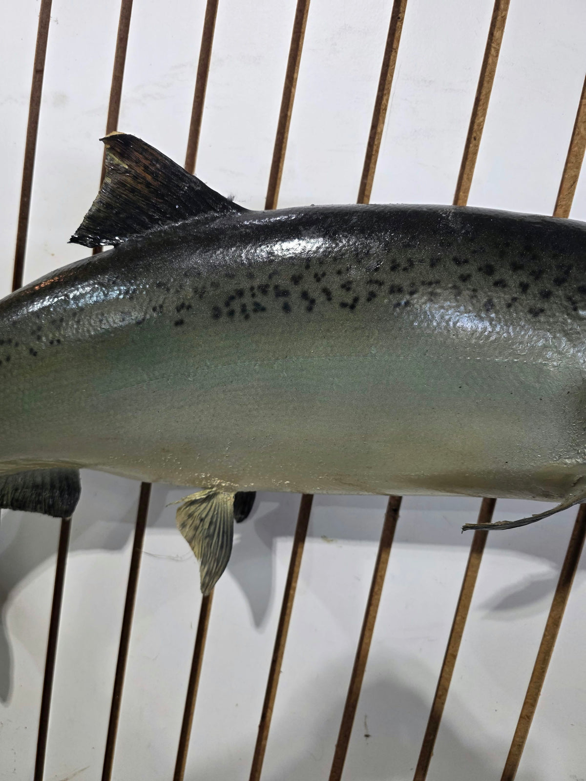 Comb116 - Trophy-Class 34" Salmon Fish Taxidermy Mount